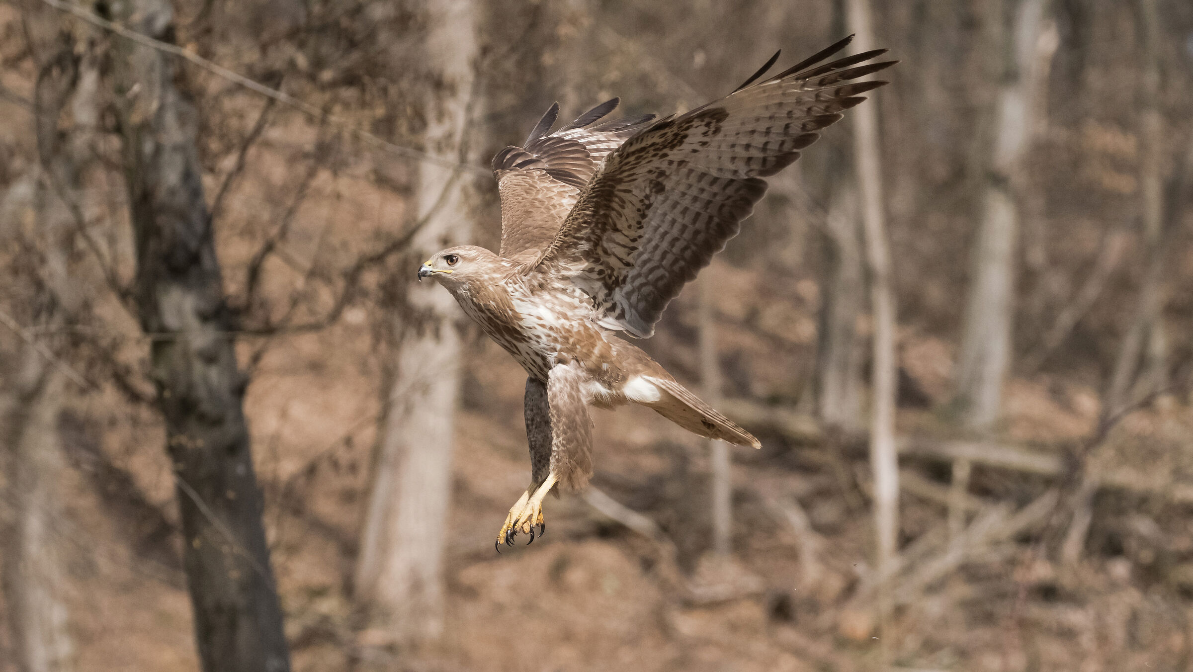 buzzard