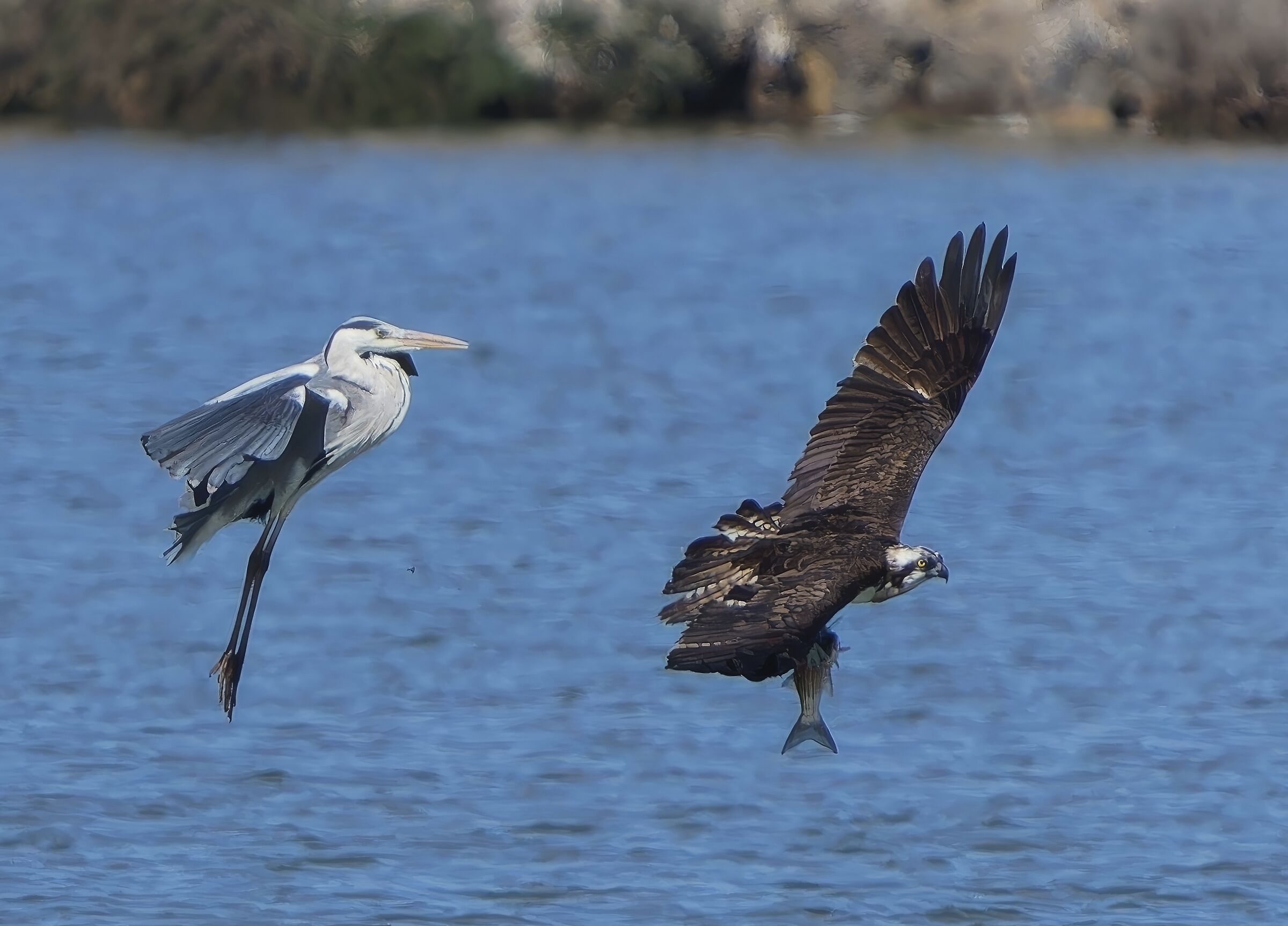 Falco pescatore inseguito da un airone