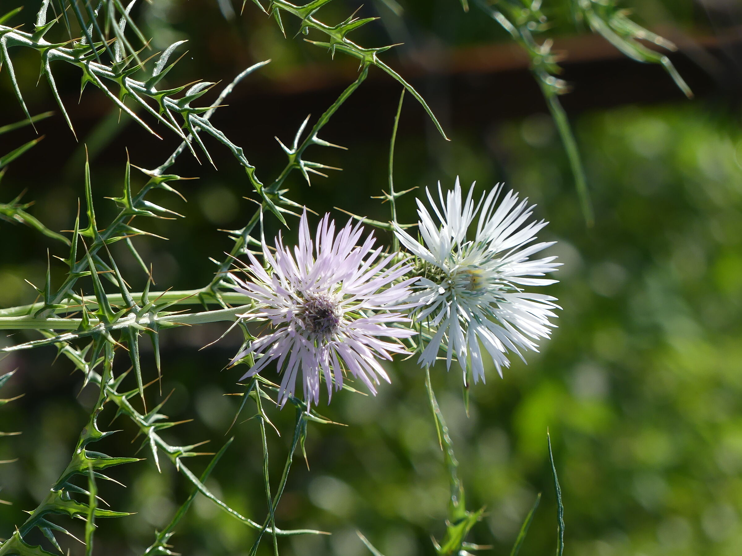 Fiore di cardo