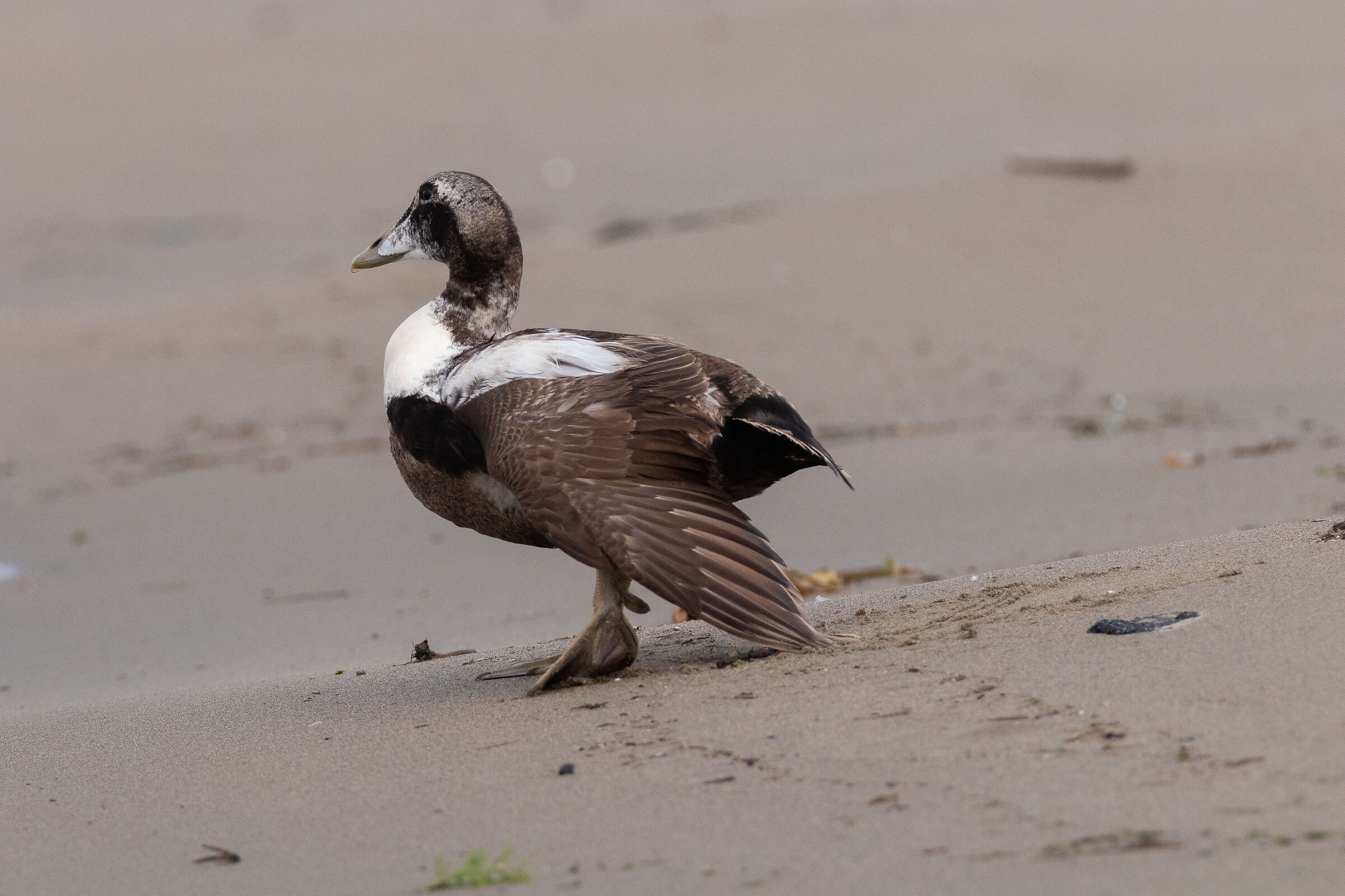 Somateria mollissima in stretching