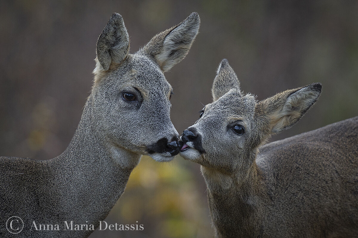 Roe deer (Capreolus capreolus)