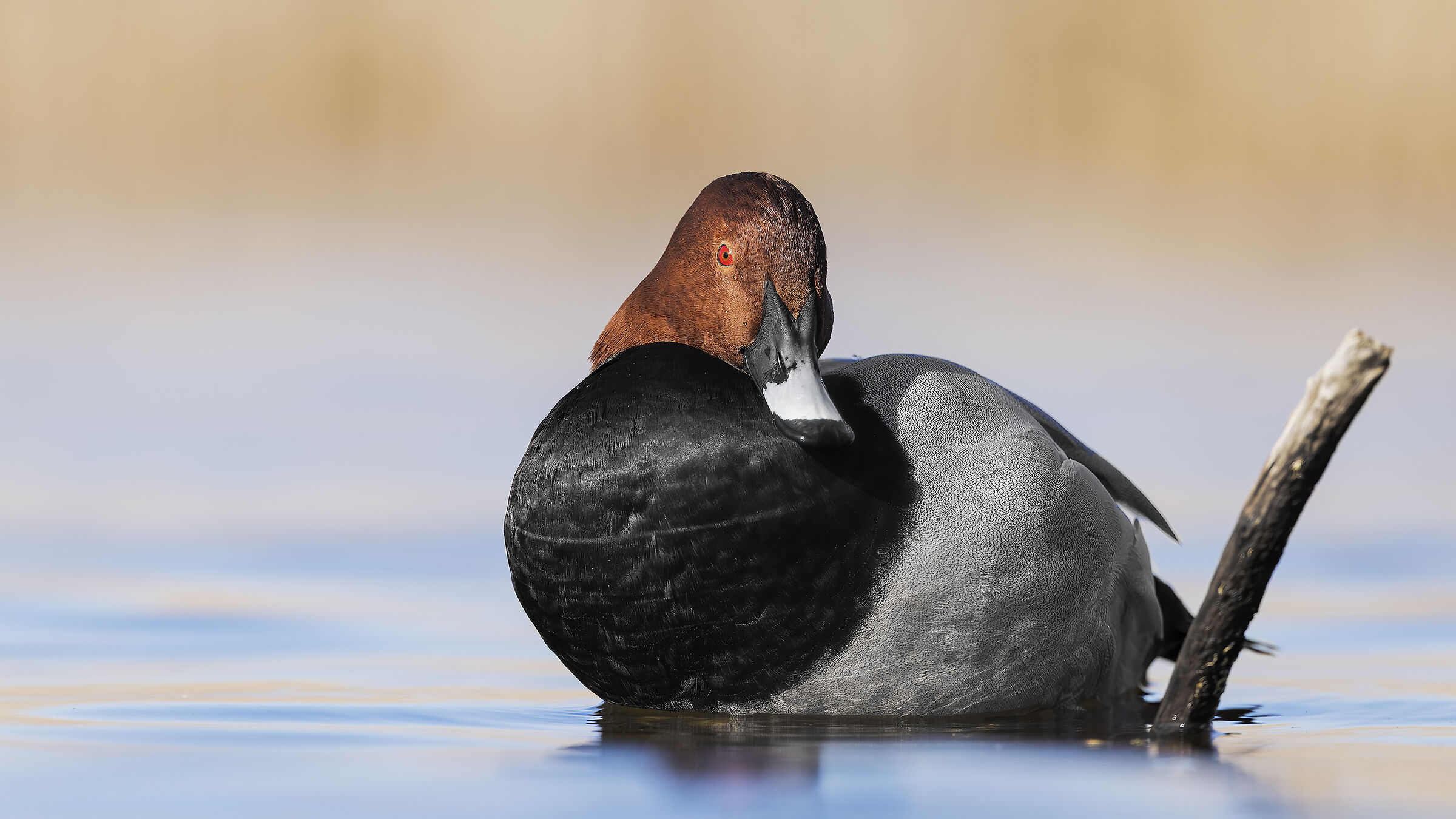 Canvas-backed pochard
