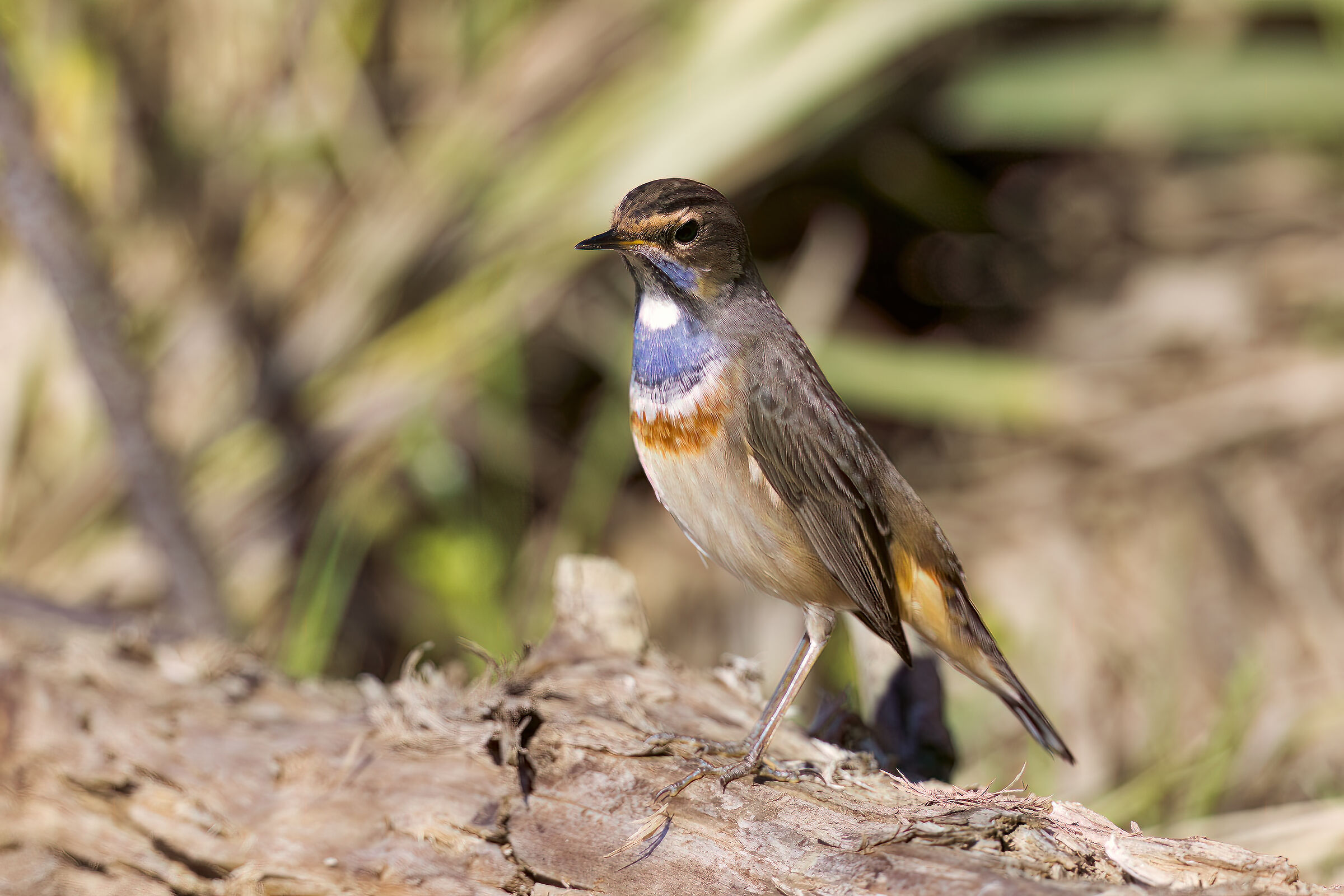 Bluethroat