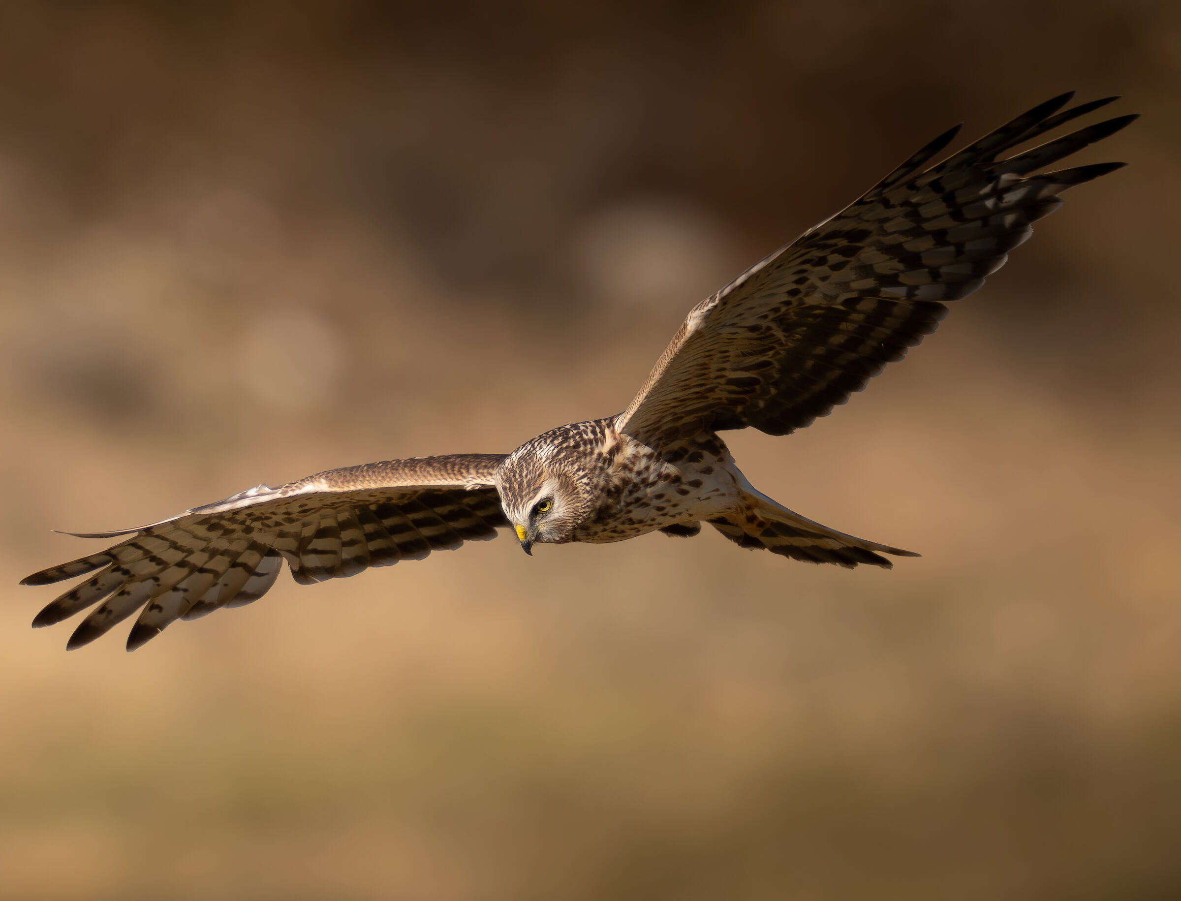 Hen Harrier female