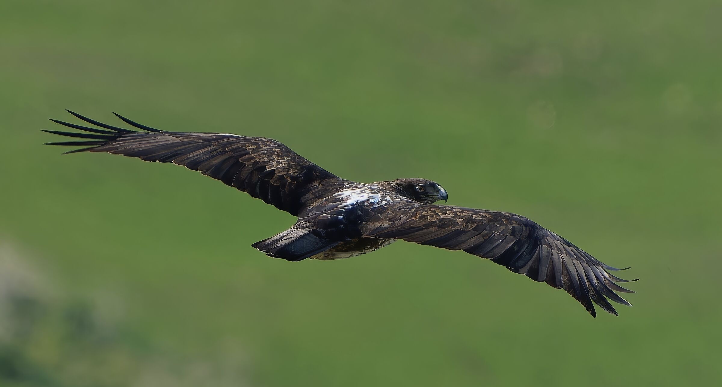 Aquila di Bonelli