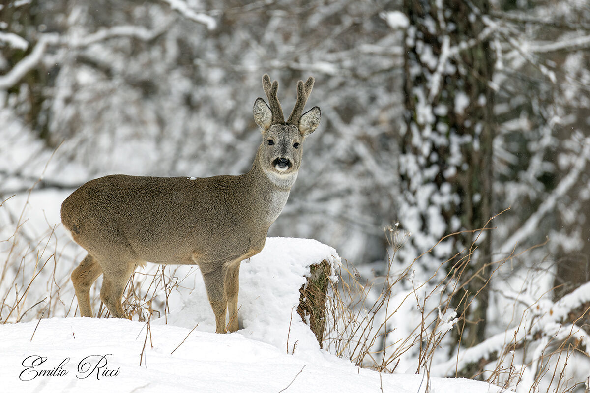 Roe deer