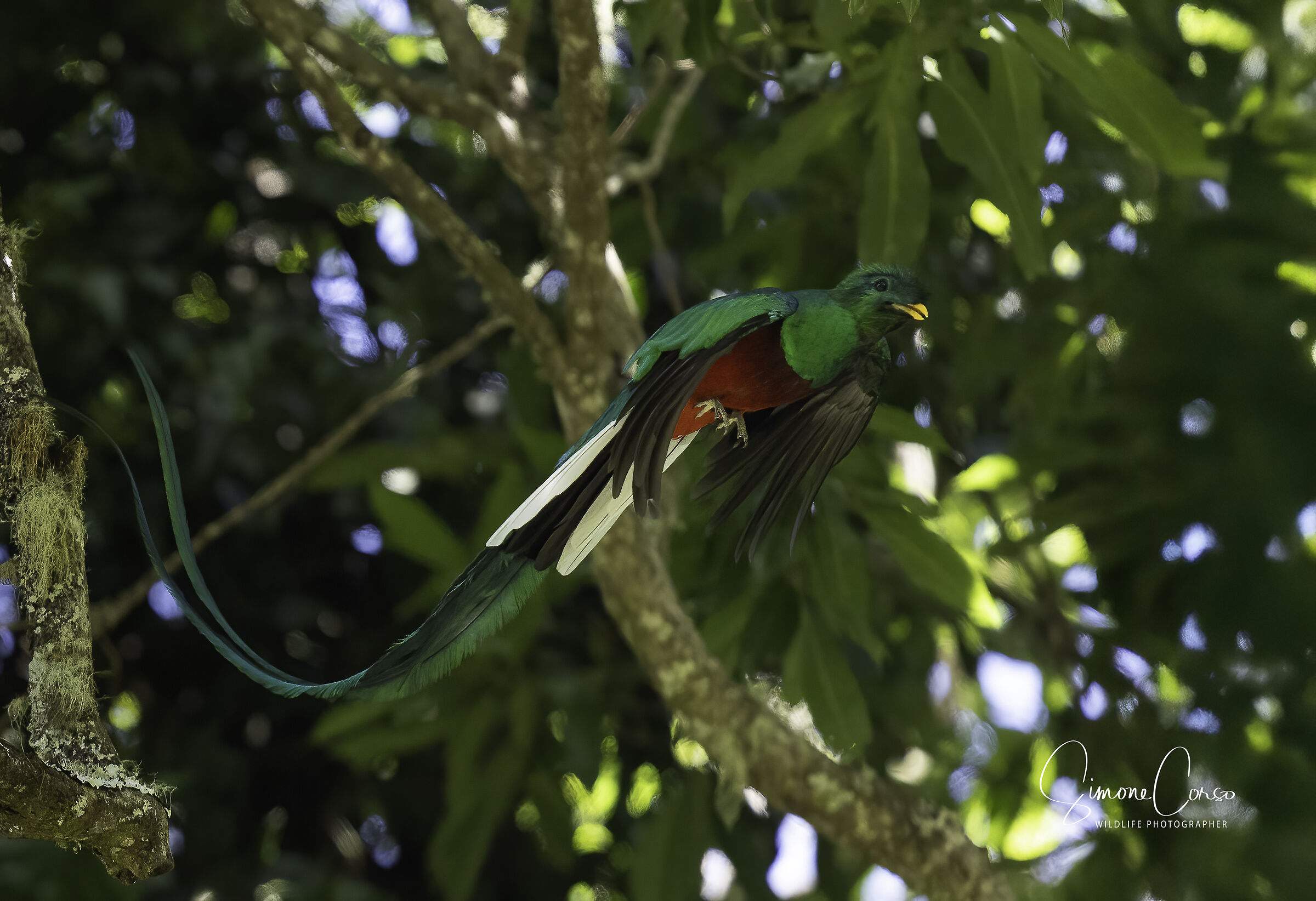 Quetzal in flight