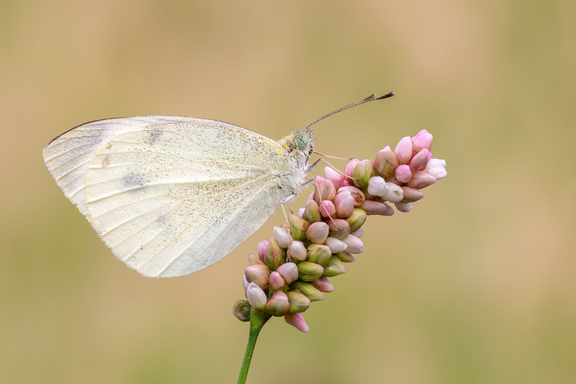 Pieris rapae