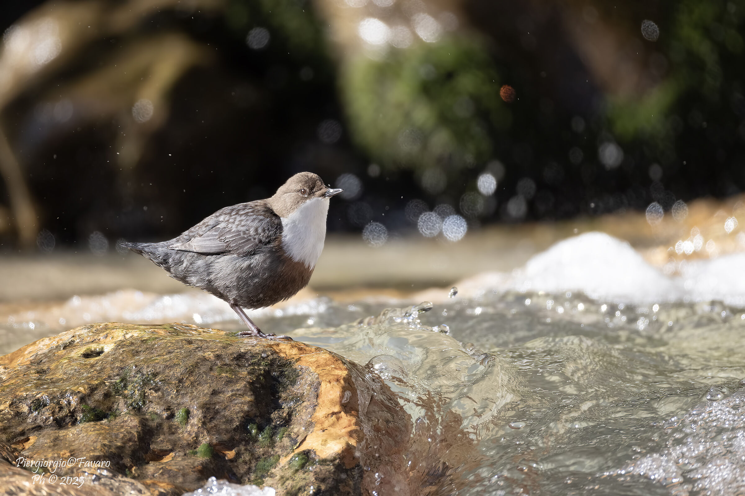 White-throated dipper