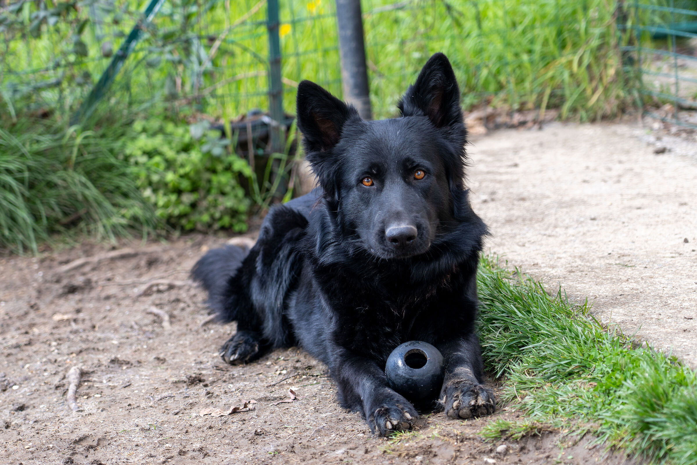 Pastore tedesco nero
