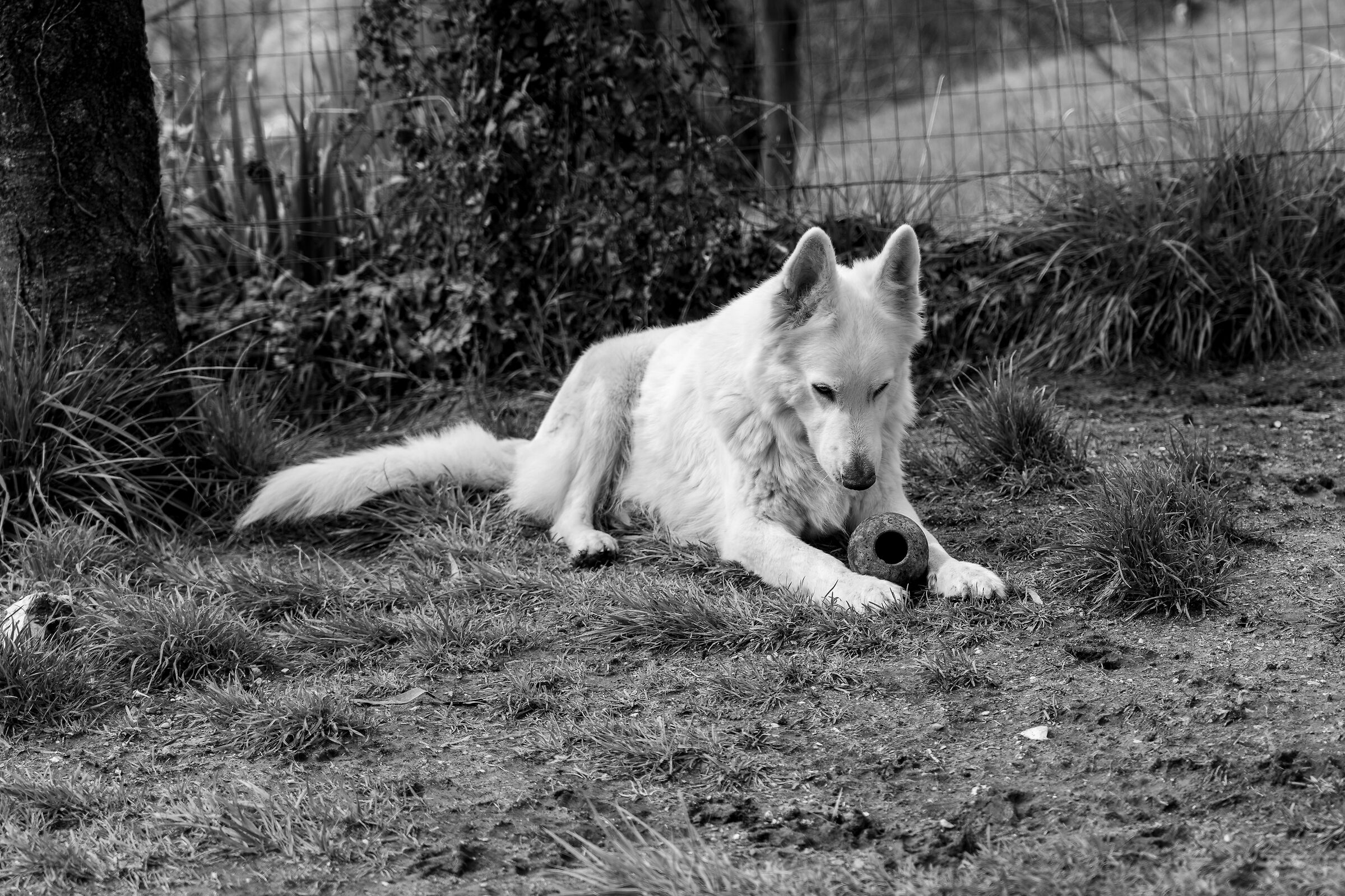 Pastore svizzero bianco