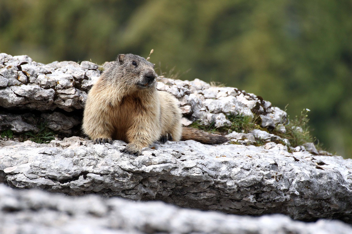 The King Woodchuck (2)