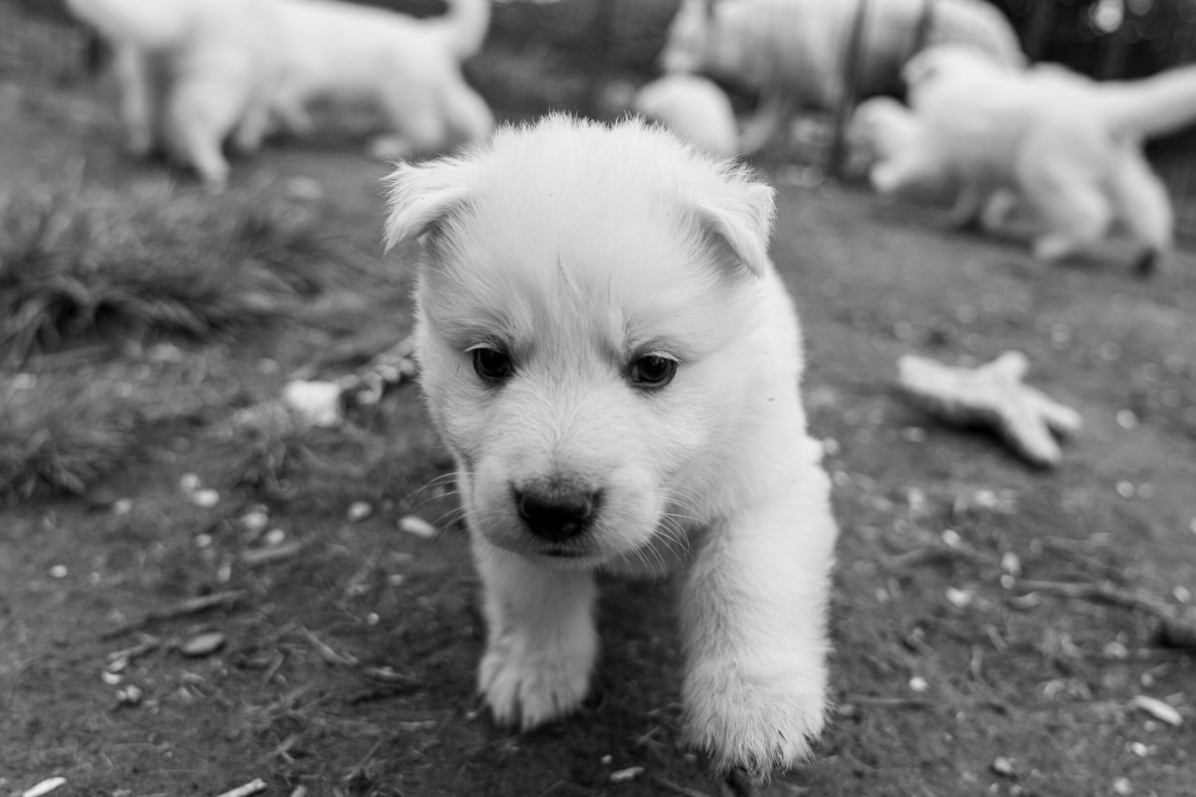 Pastore svizzero bianco cucciolo