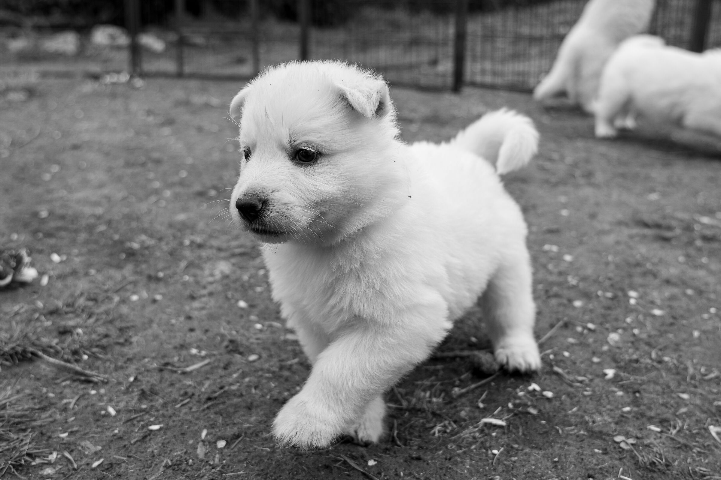 Pastore svizzero bianco cucciolo