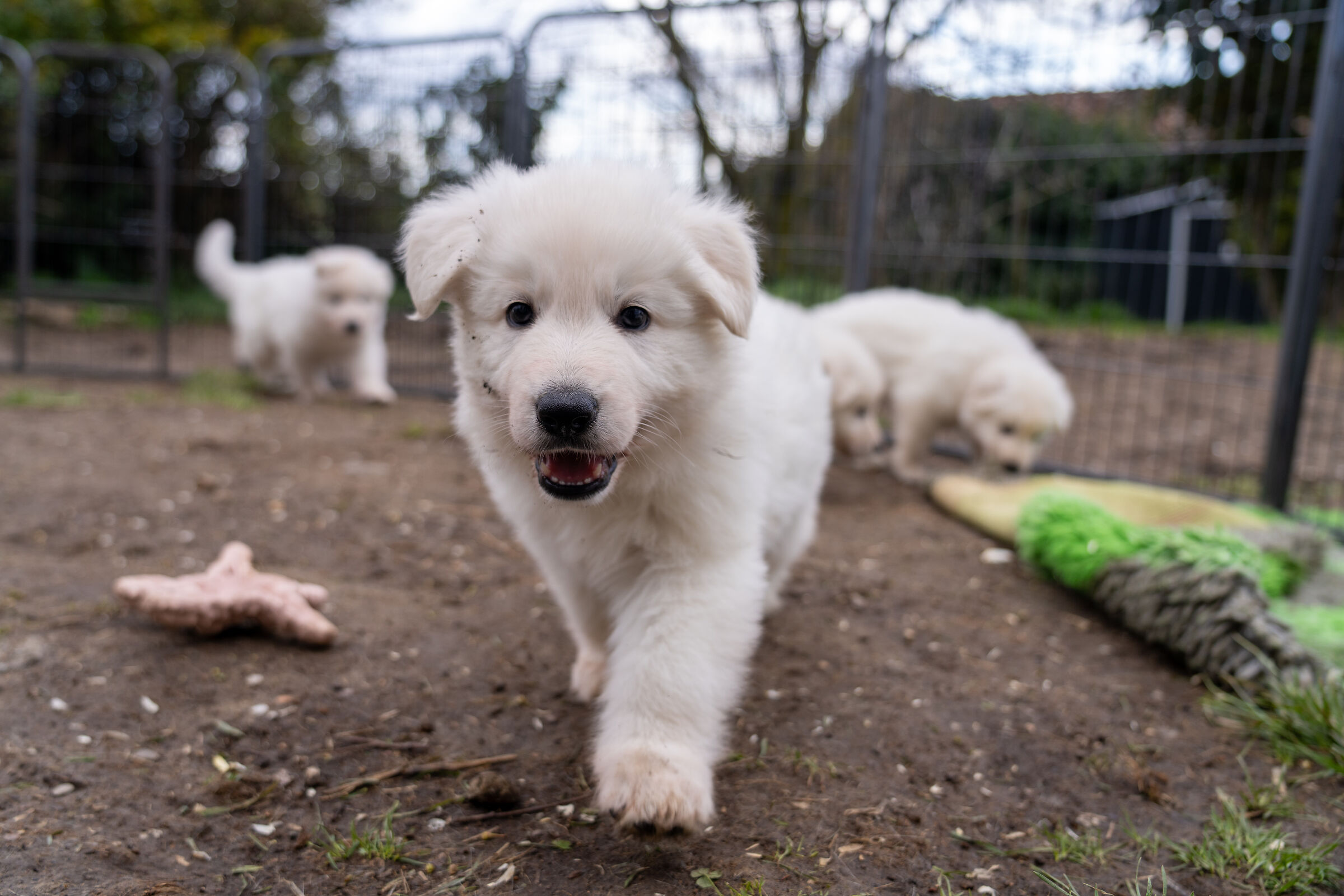 Pastore svizzero bianco cucciolo