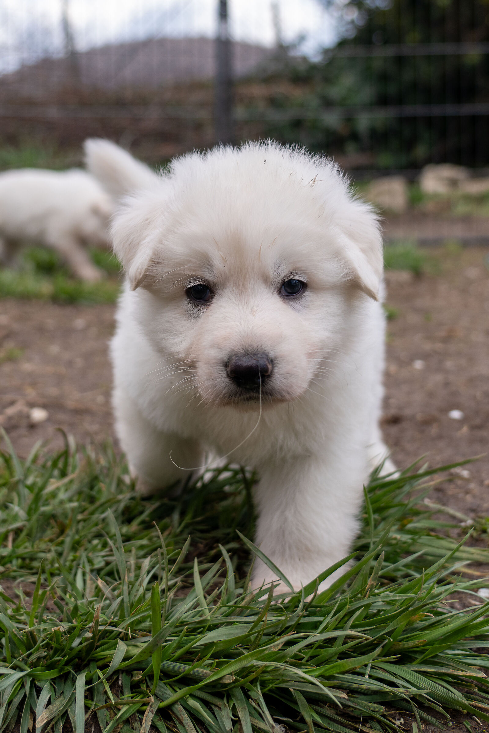Pastore svizzero bianco cucciolo