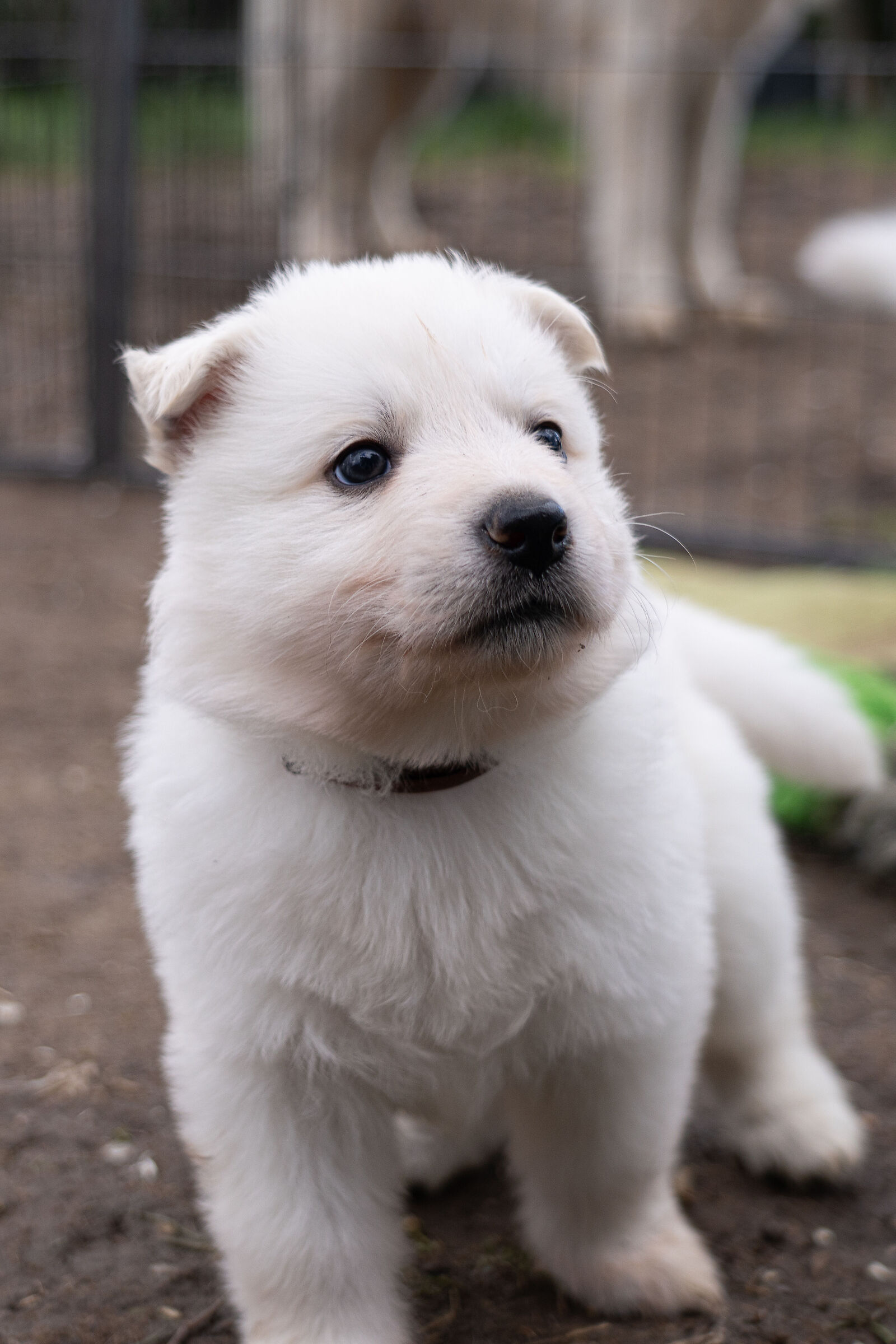 Pastore svizzero bianco cucciolo