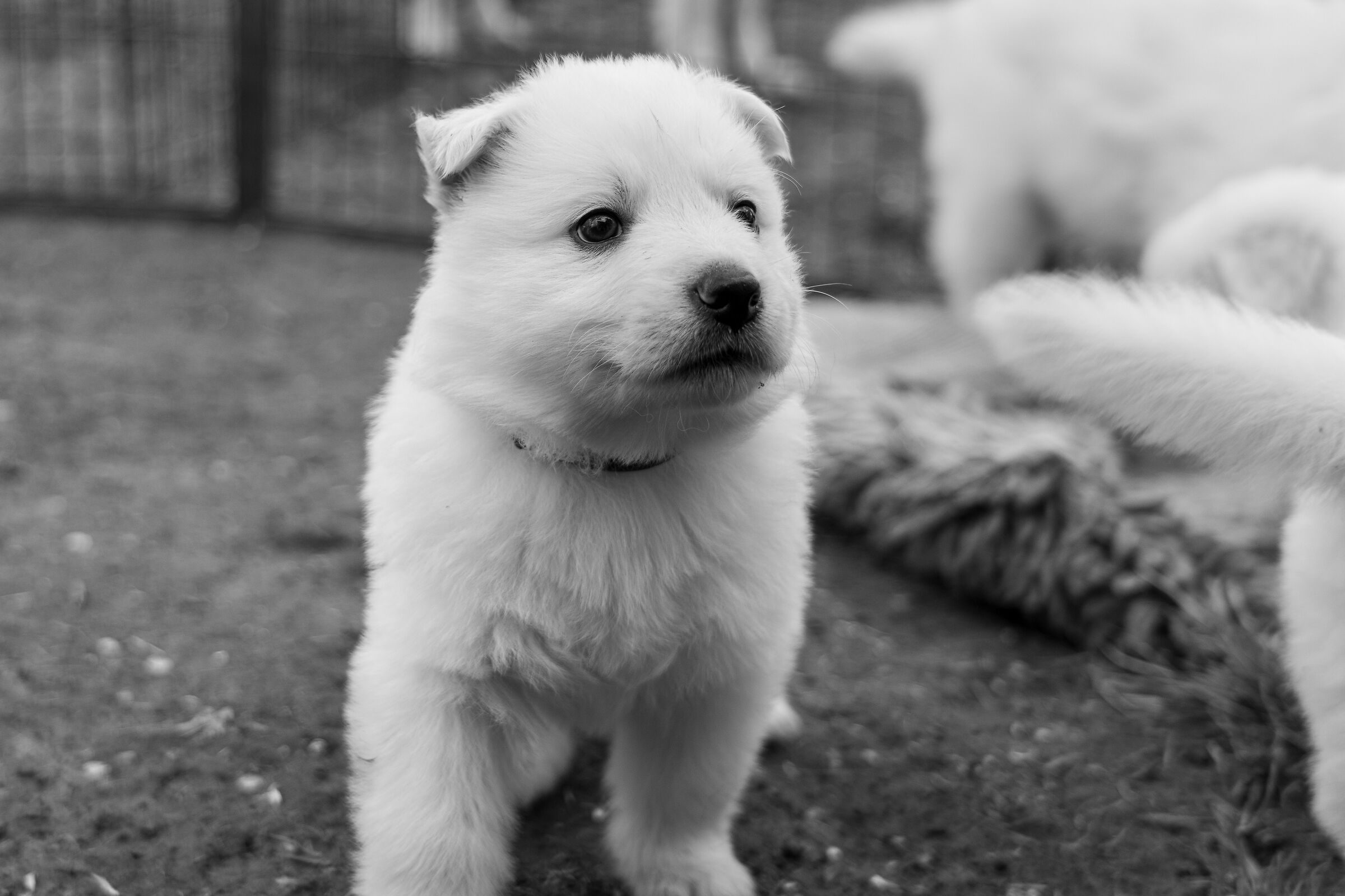 Pastore svizzero bianco cucciolo