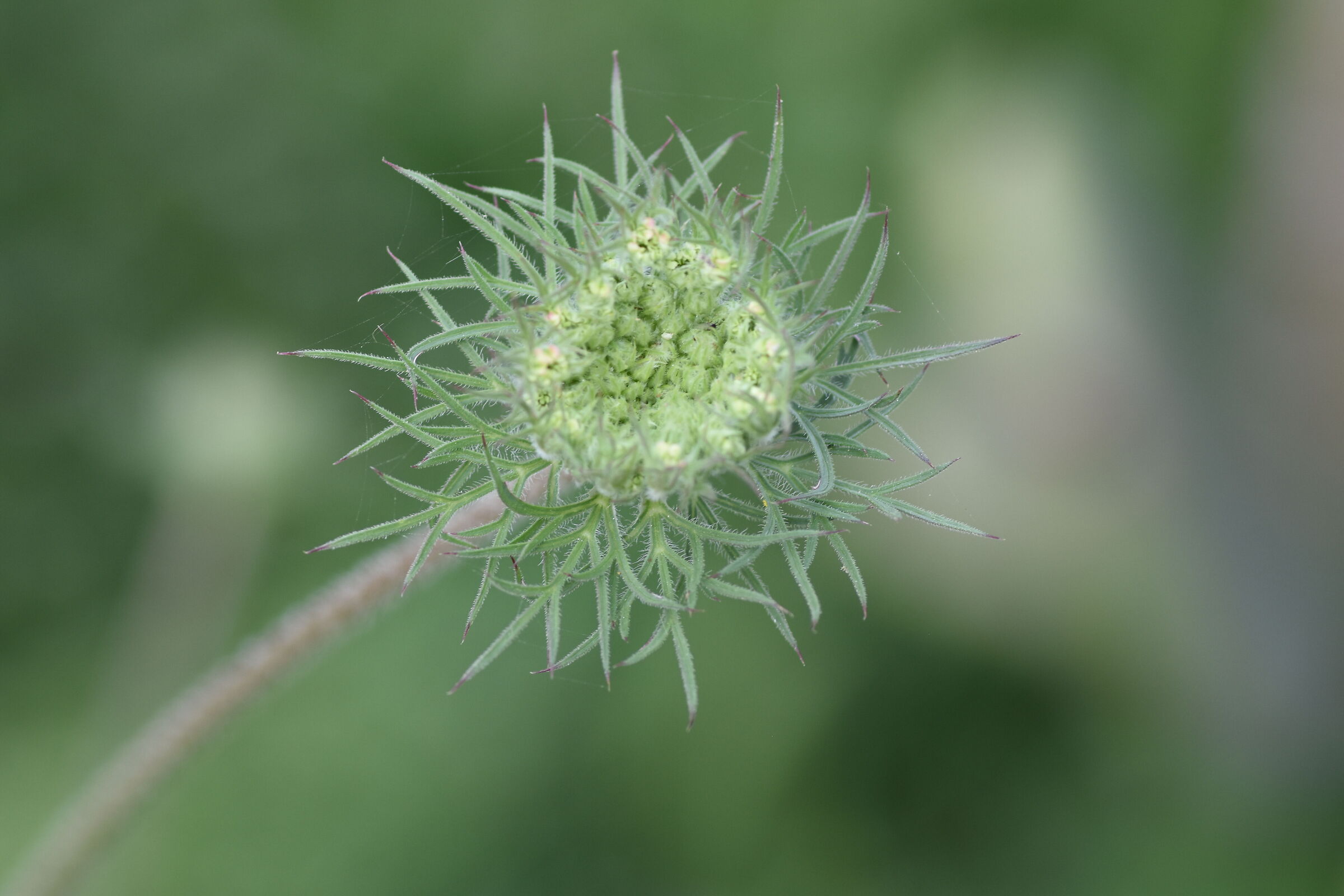 " CROP 150 " Tokina 100 F. 2.8 Atx-i - Nikon D 7200