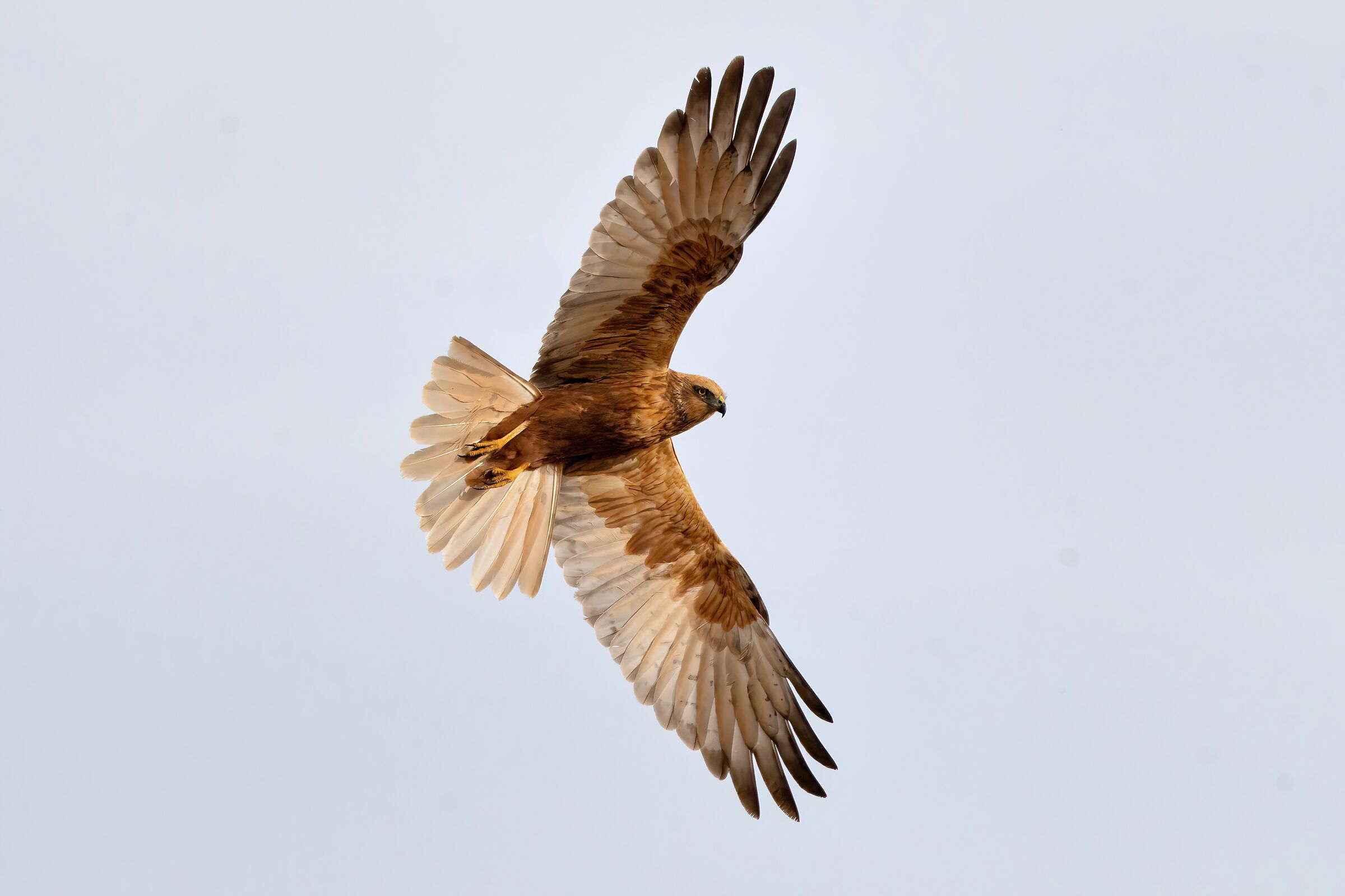 Marsh Harrier (Circus aeruginosus)
