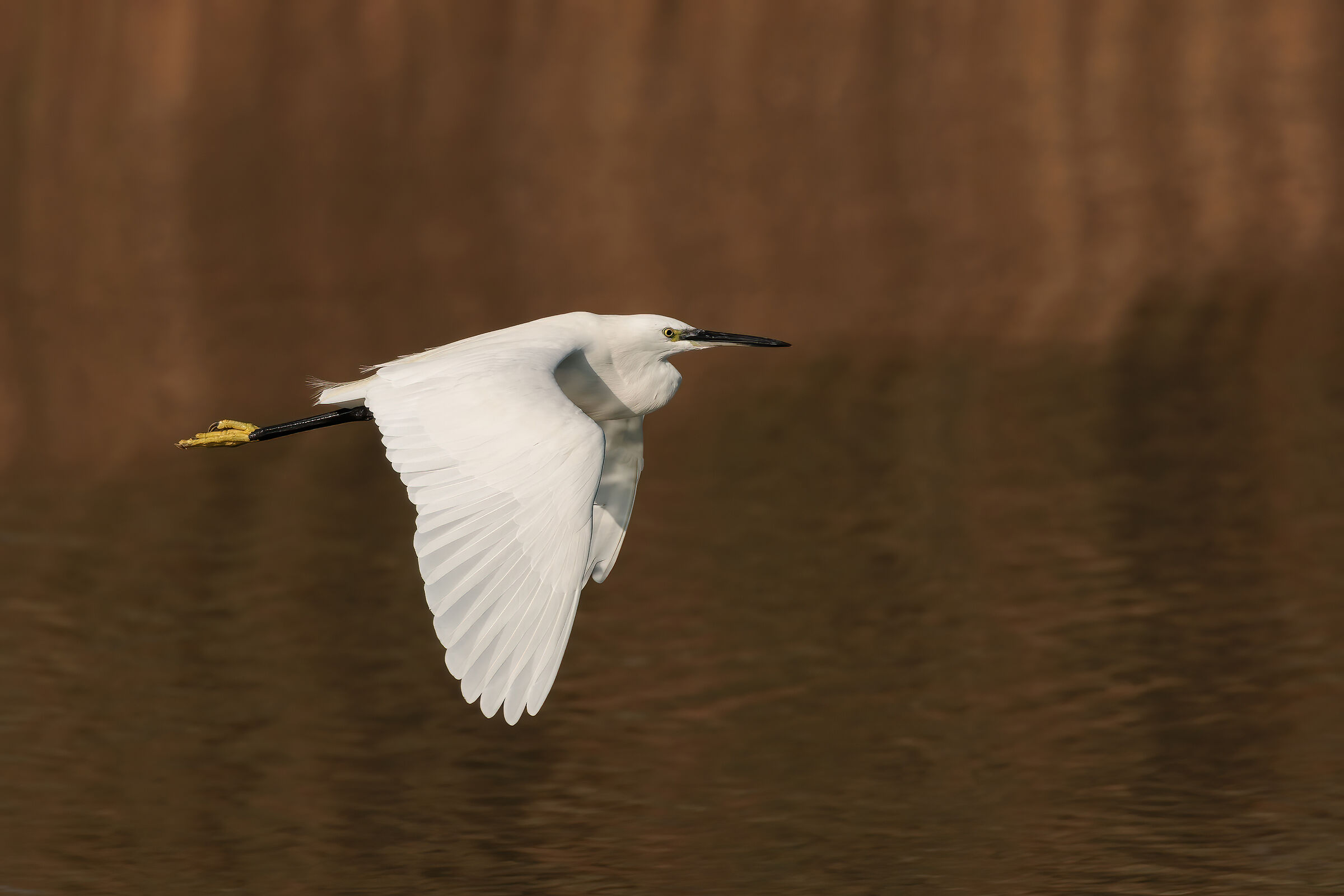 Garzetta (Egretta garzetta)