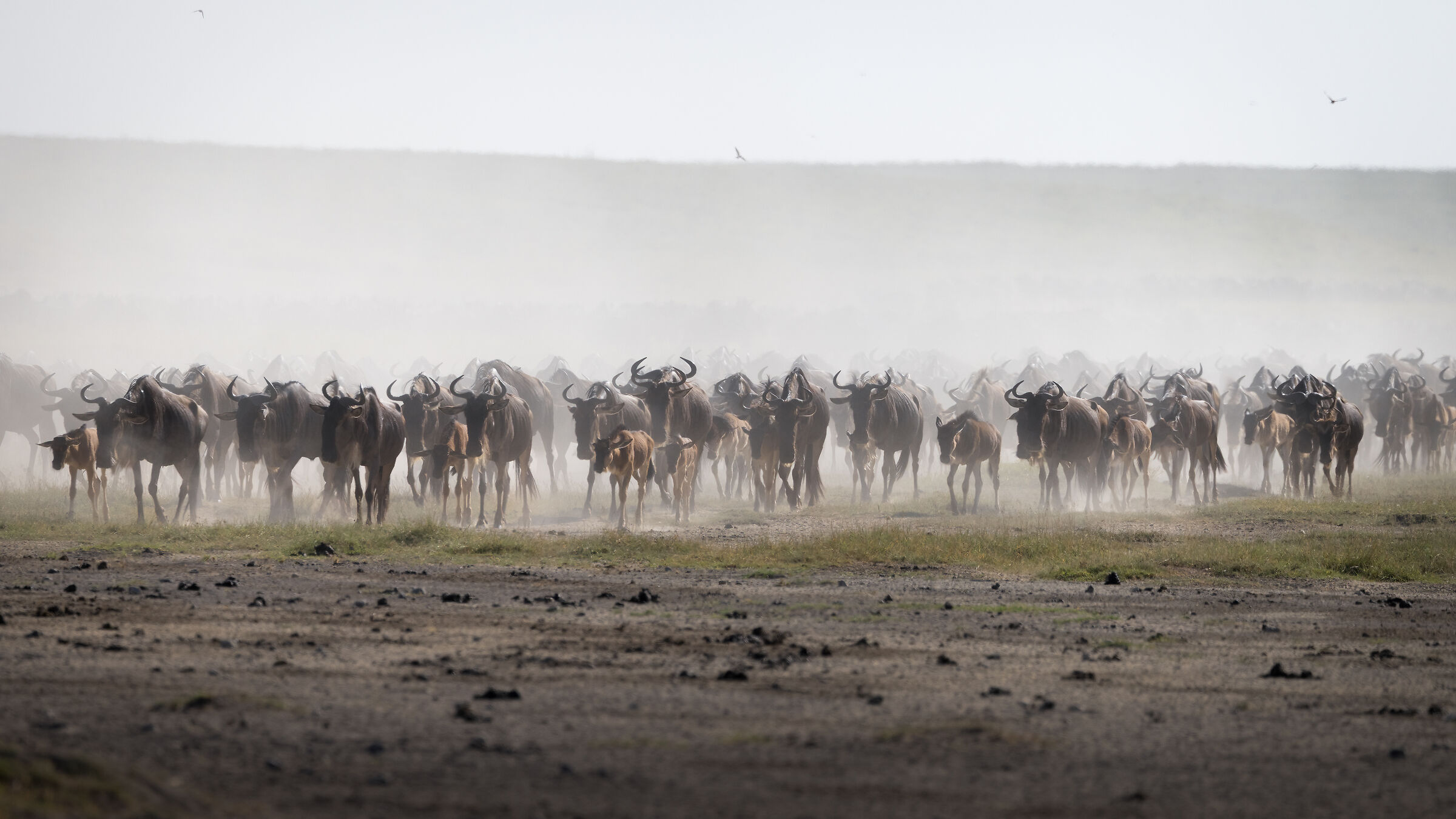 Migration