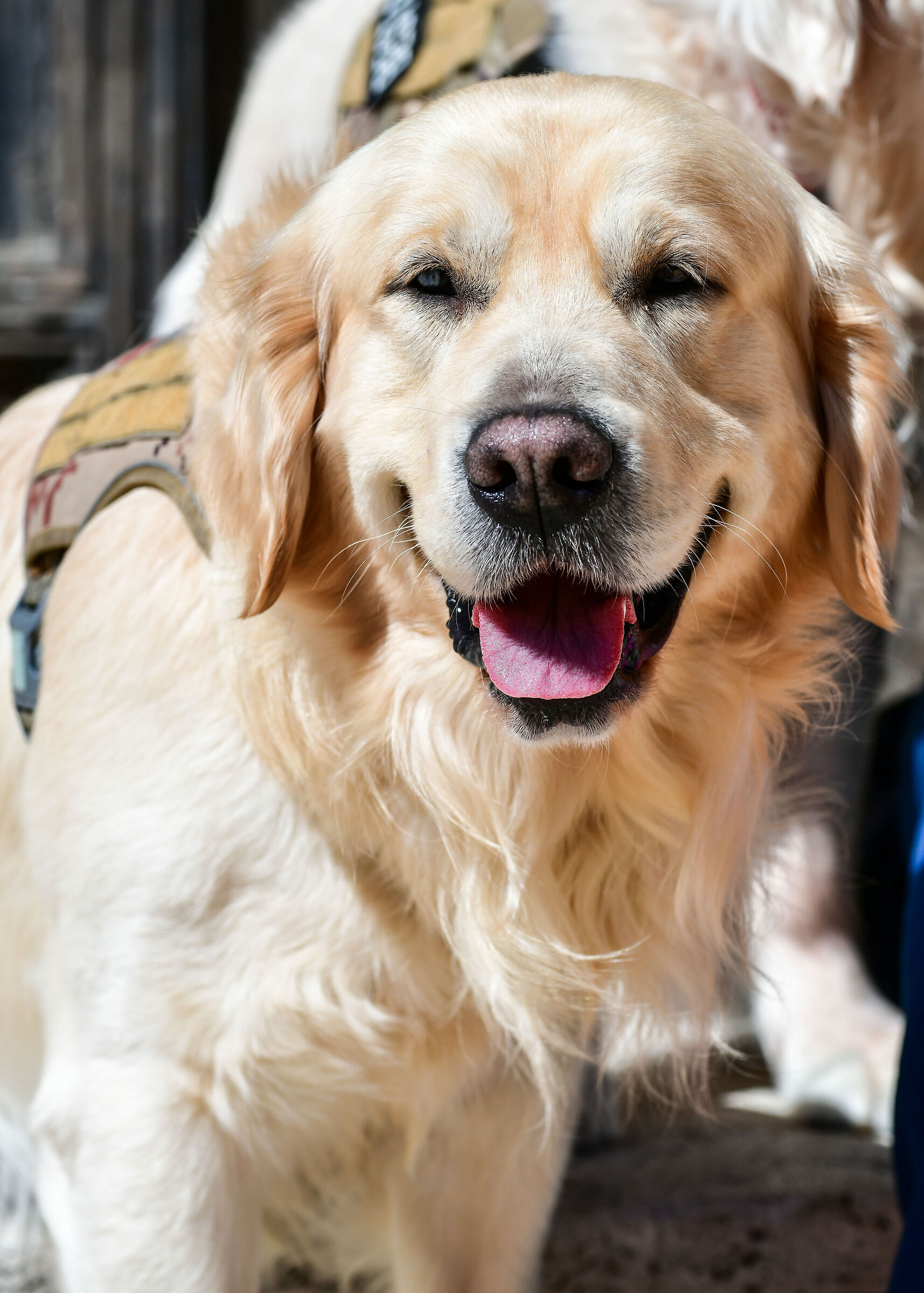 Un simpatico Golden Retriever