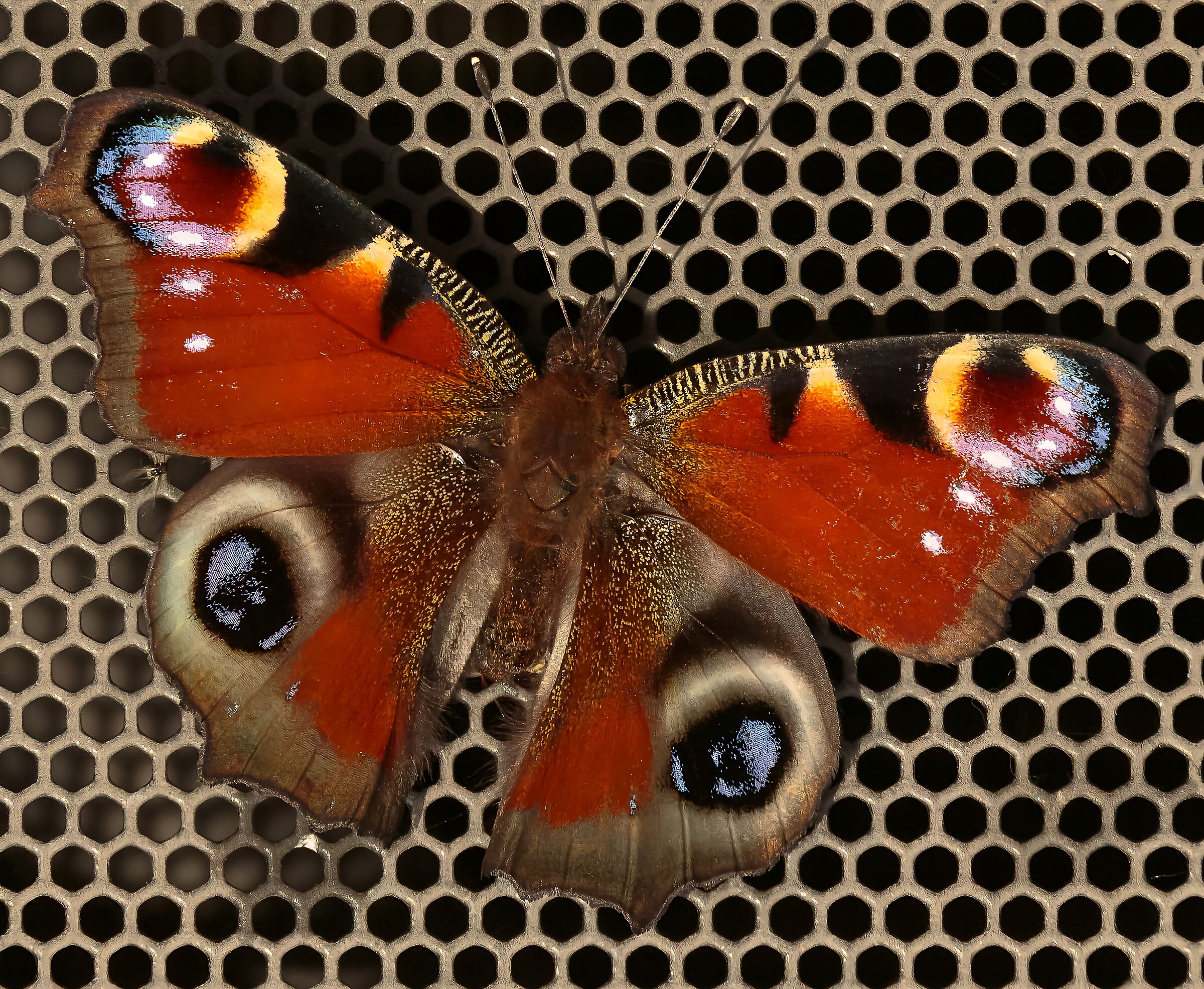 Vanessa io o Occhio di pavone Senago MI 9/10/2023