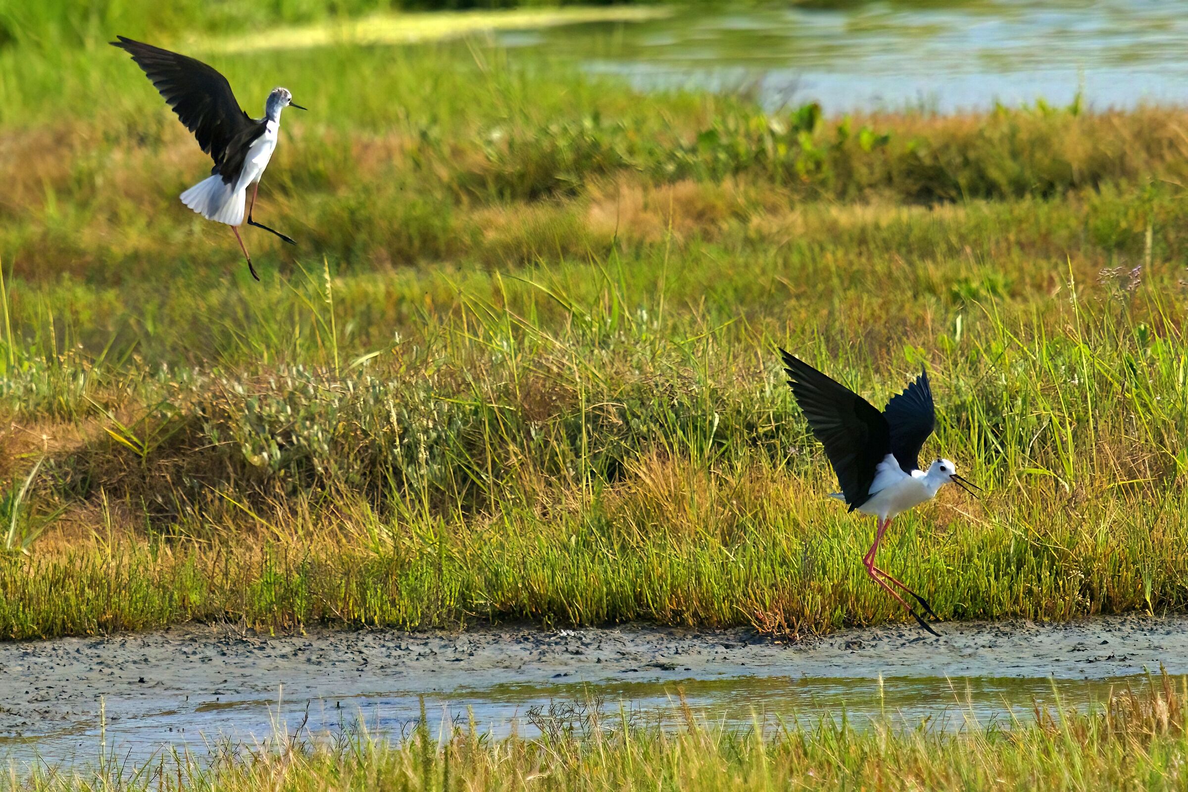 AEROPORT POUR OISEAUX ST-ARMEL / LE HEZO