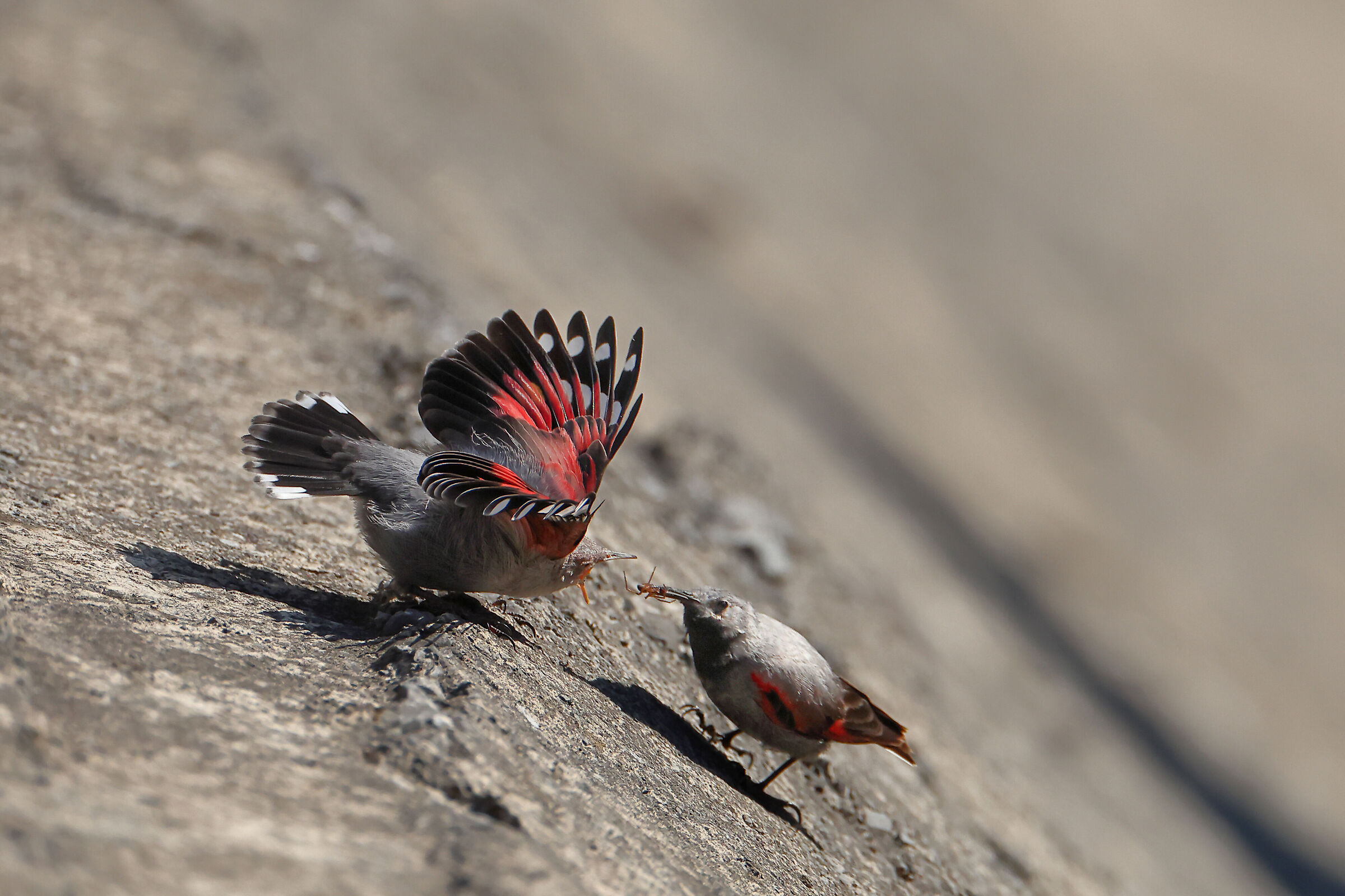 Wall woodpeckers in the mouth