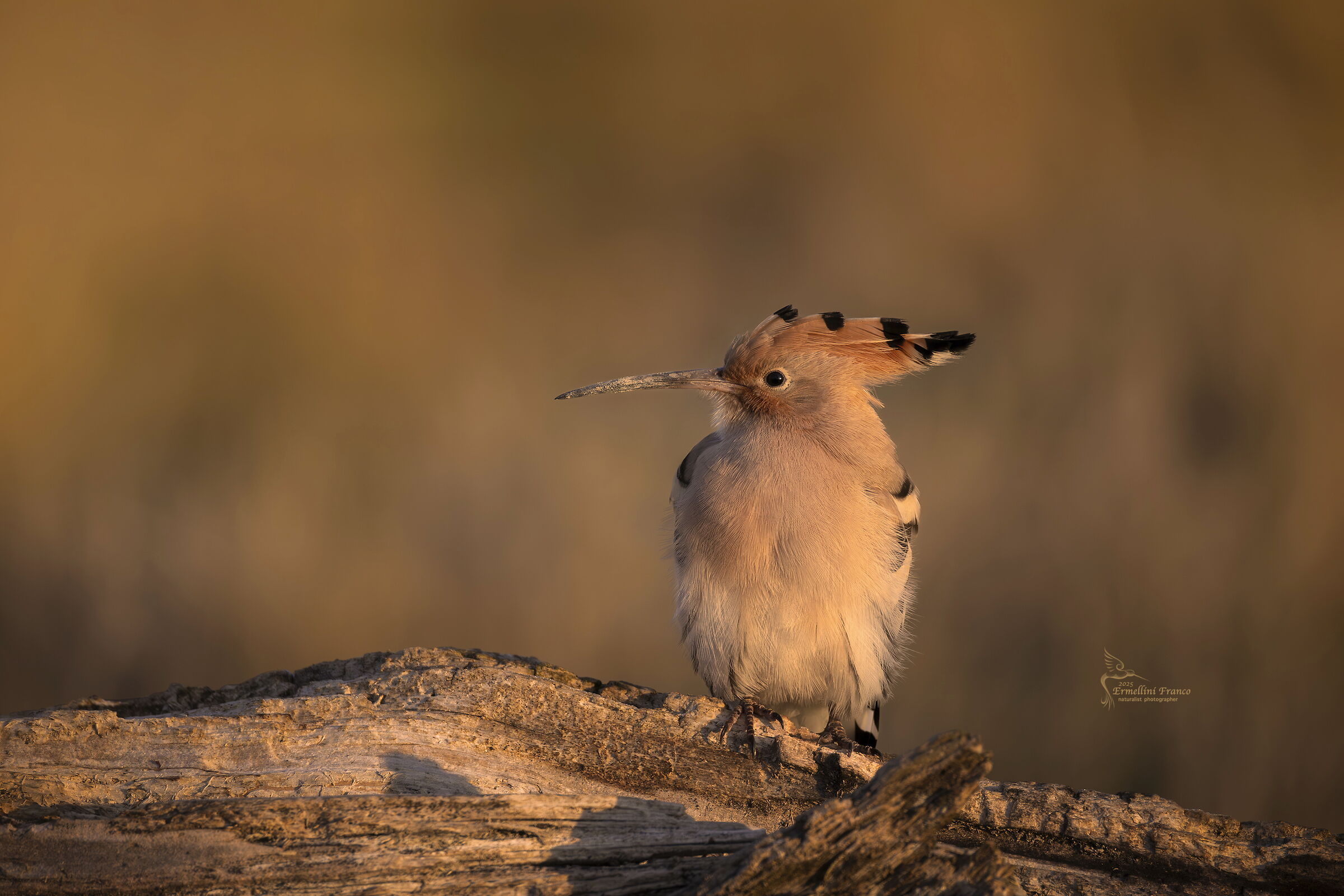 Hoopoe