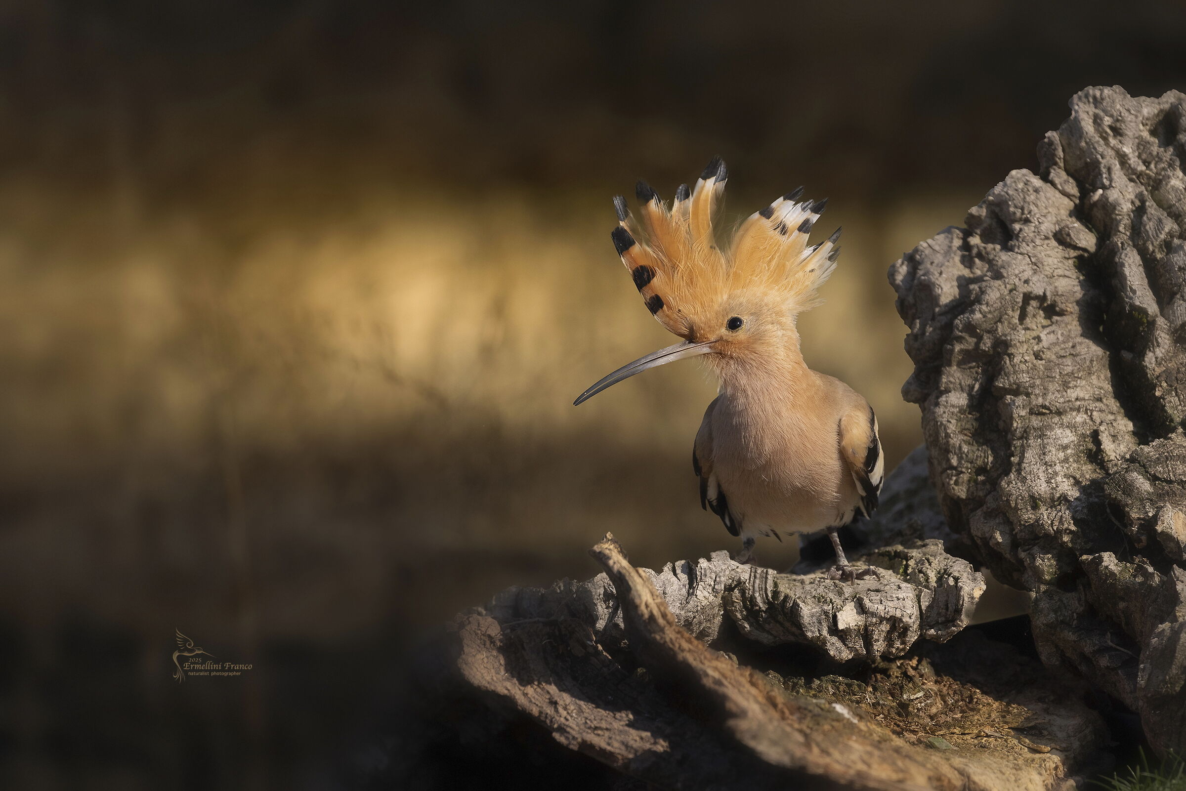 Hoopoe