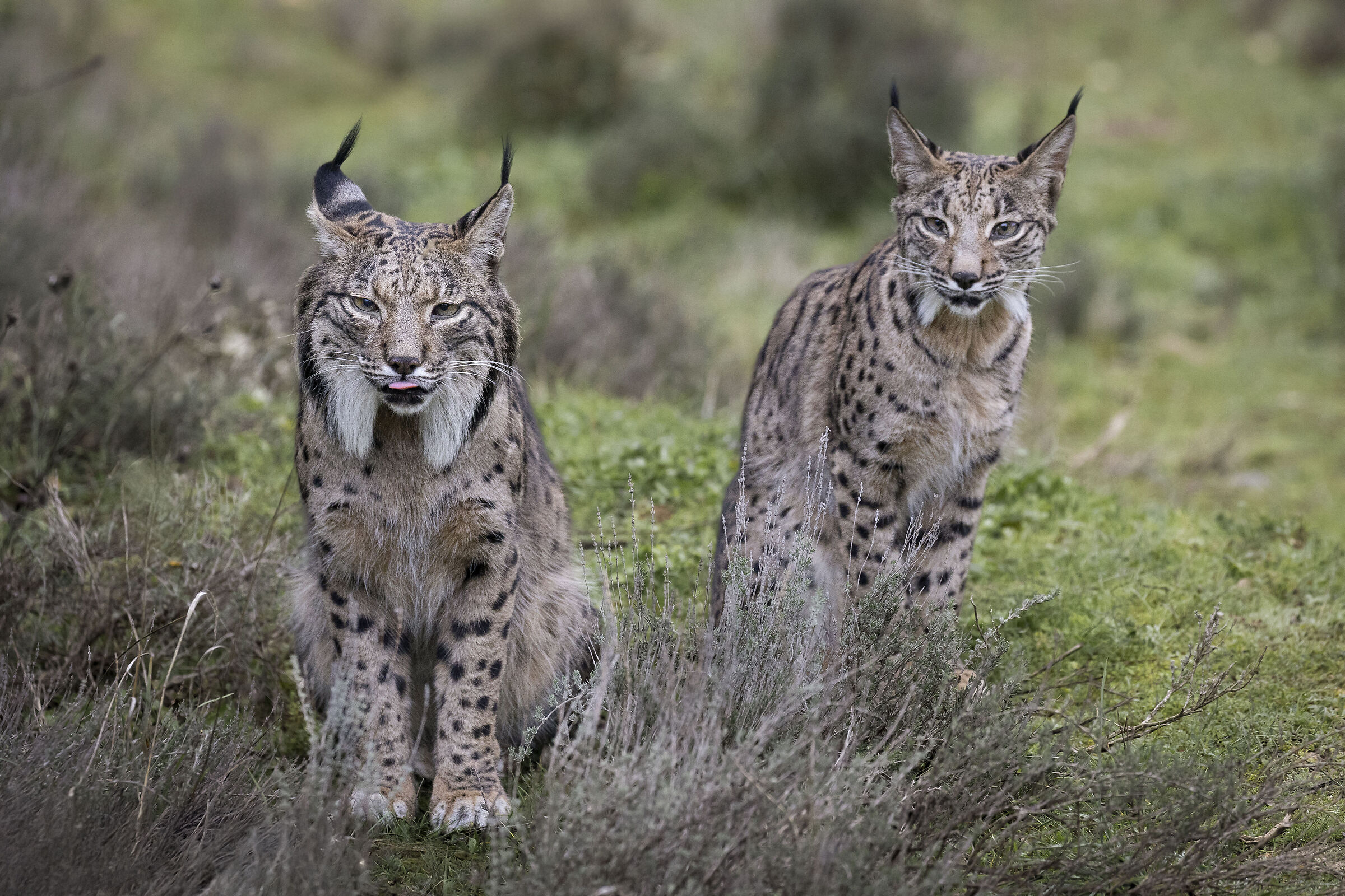 Lava e la sua cucciola. Lince Pardina