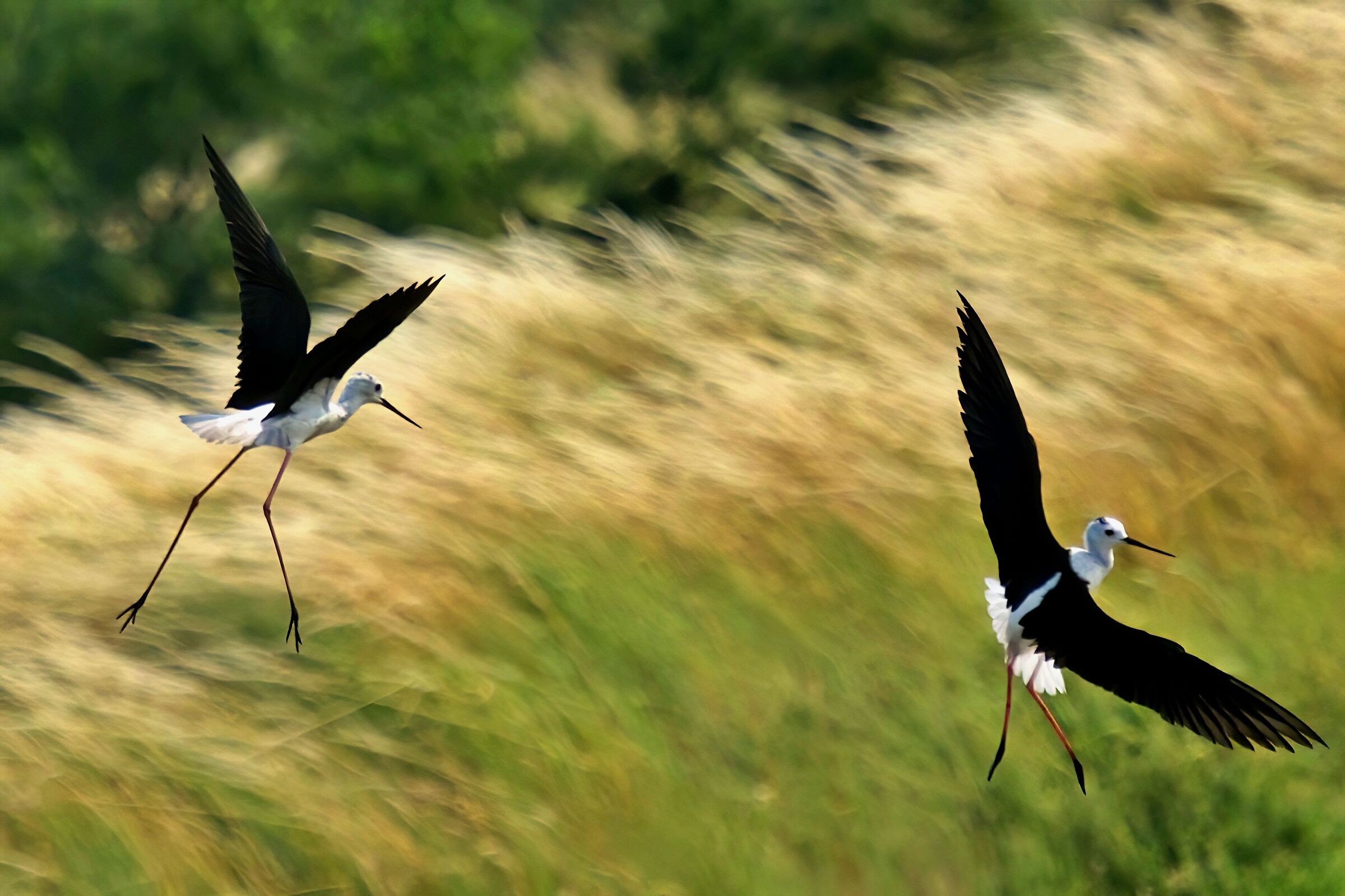 BALLET AERIEN BRETAGNE ARMEL HEZO