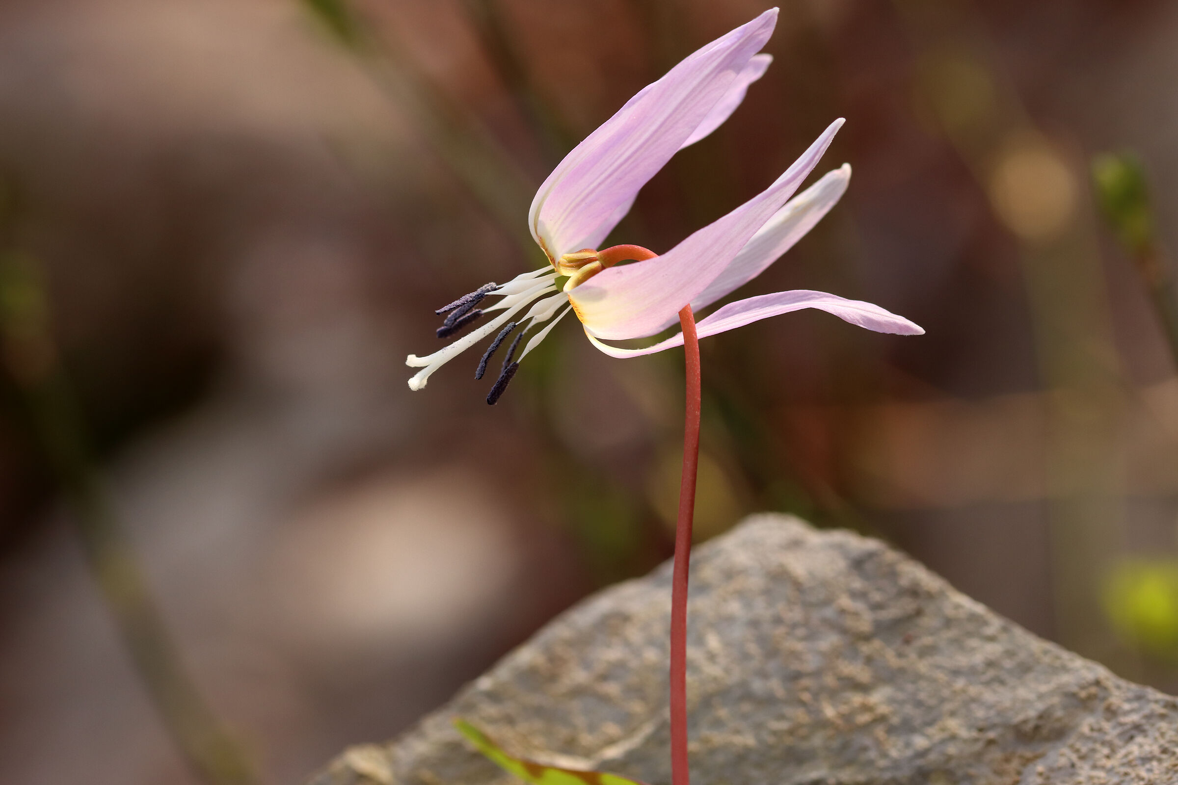 Delicate and special