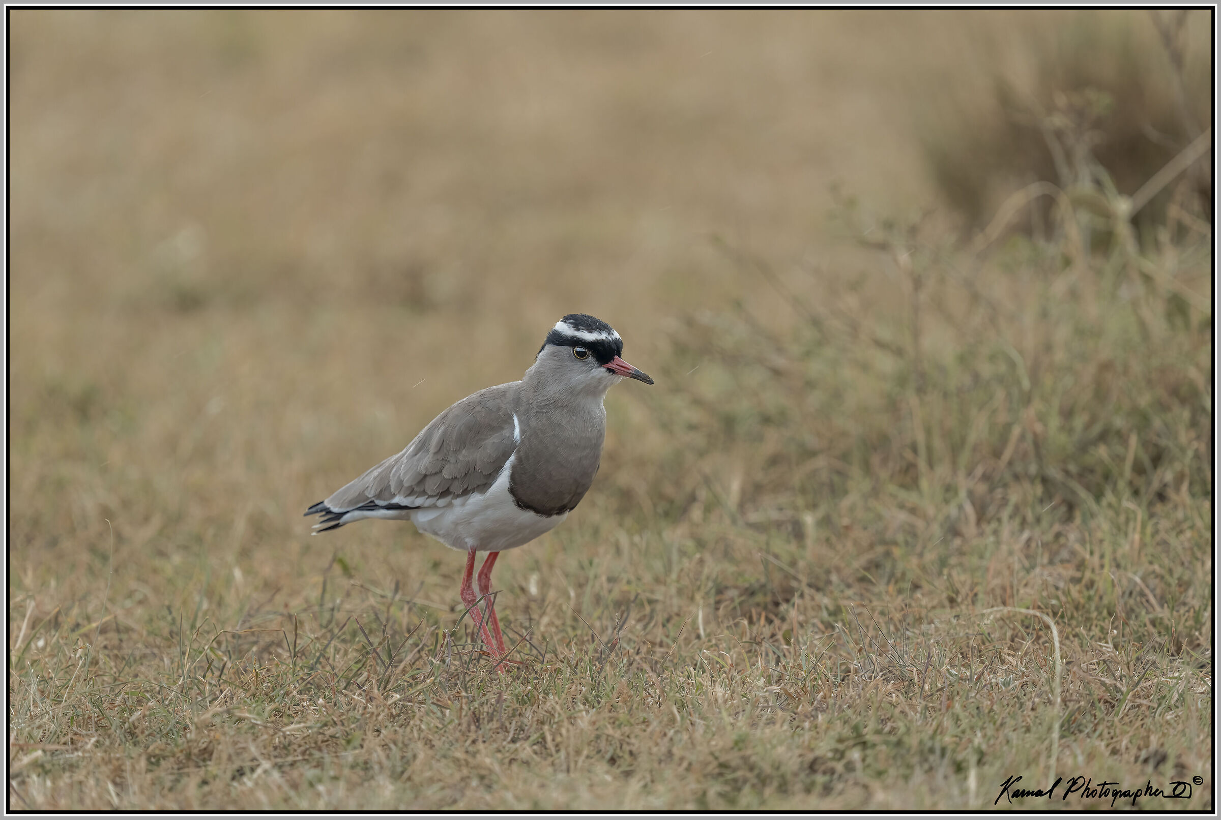 (Crowned lapwing)(Vanellus coronatus)