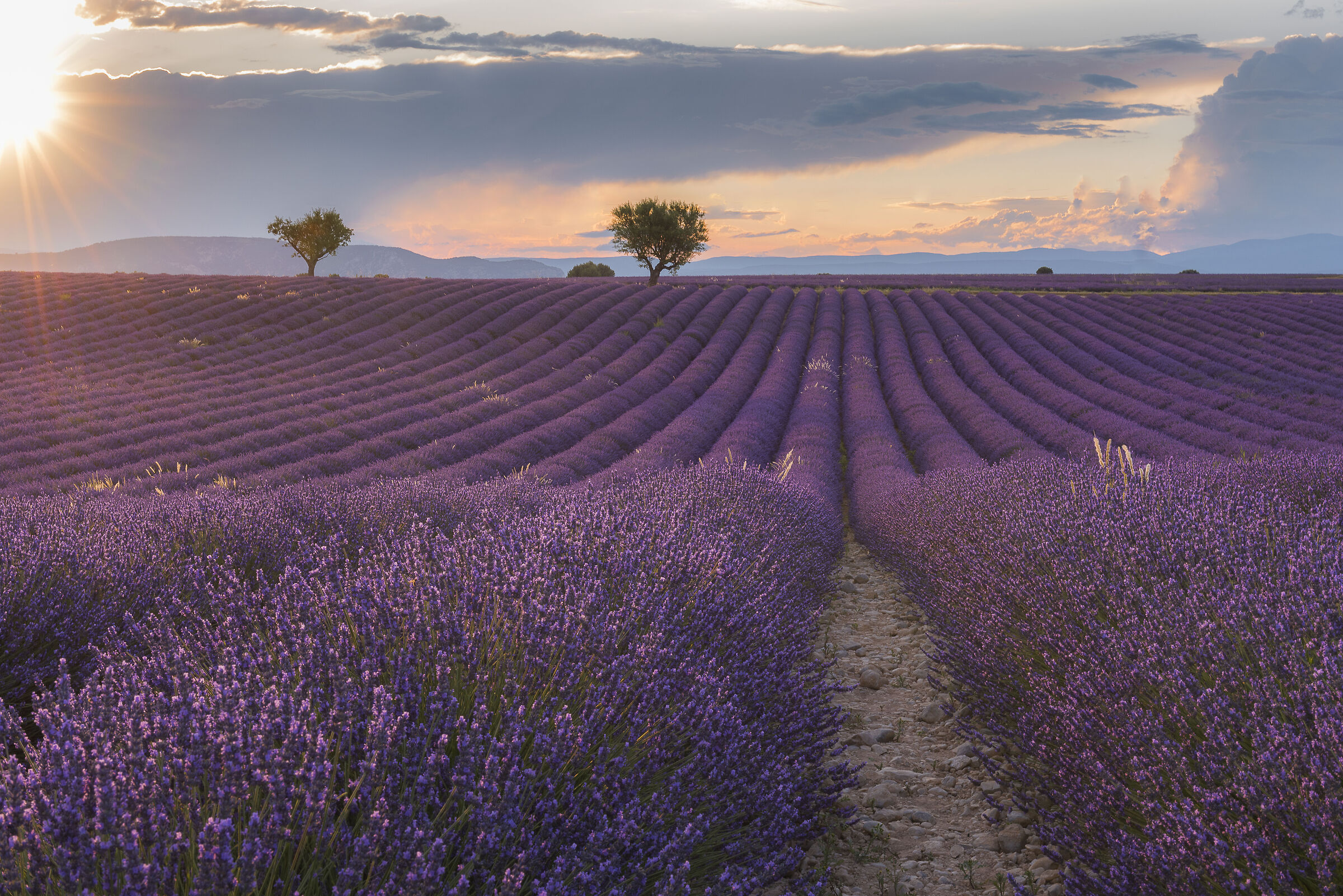 Il colore viola