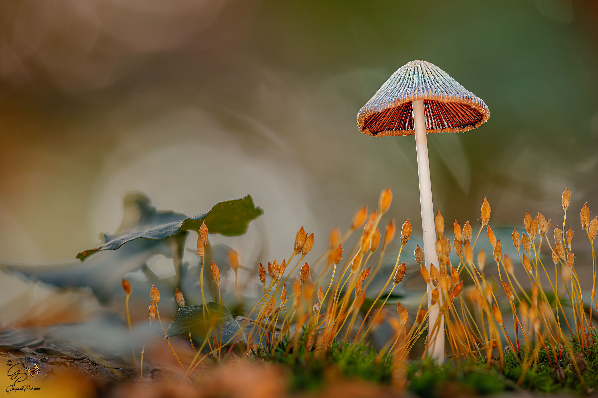 Tra muschio e sporofiti