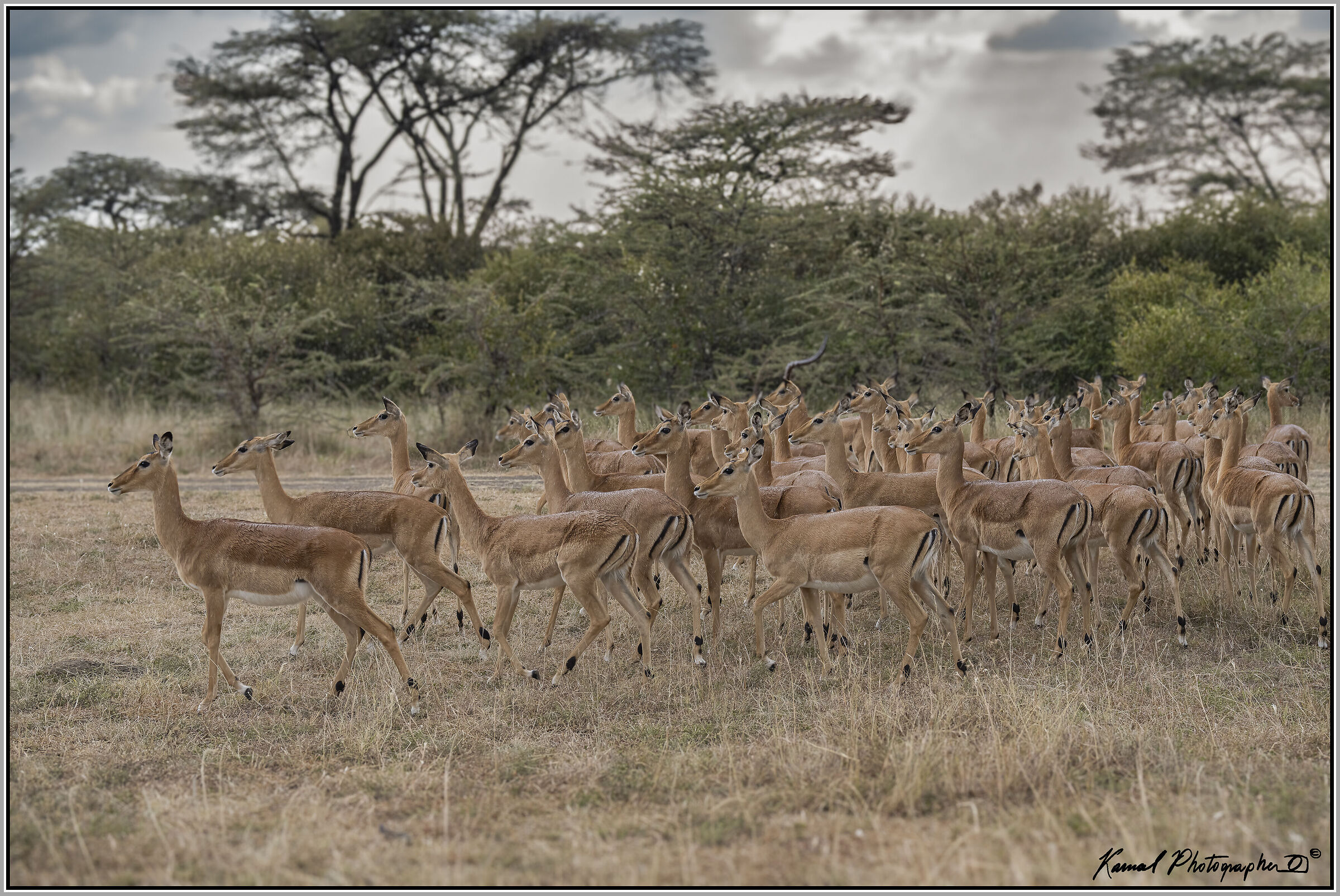 Impala (Aepyceros melampus)