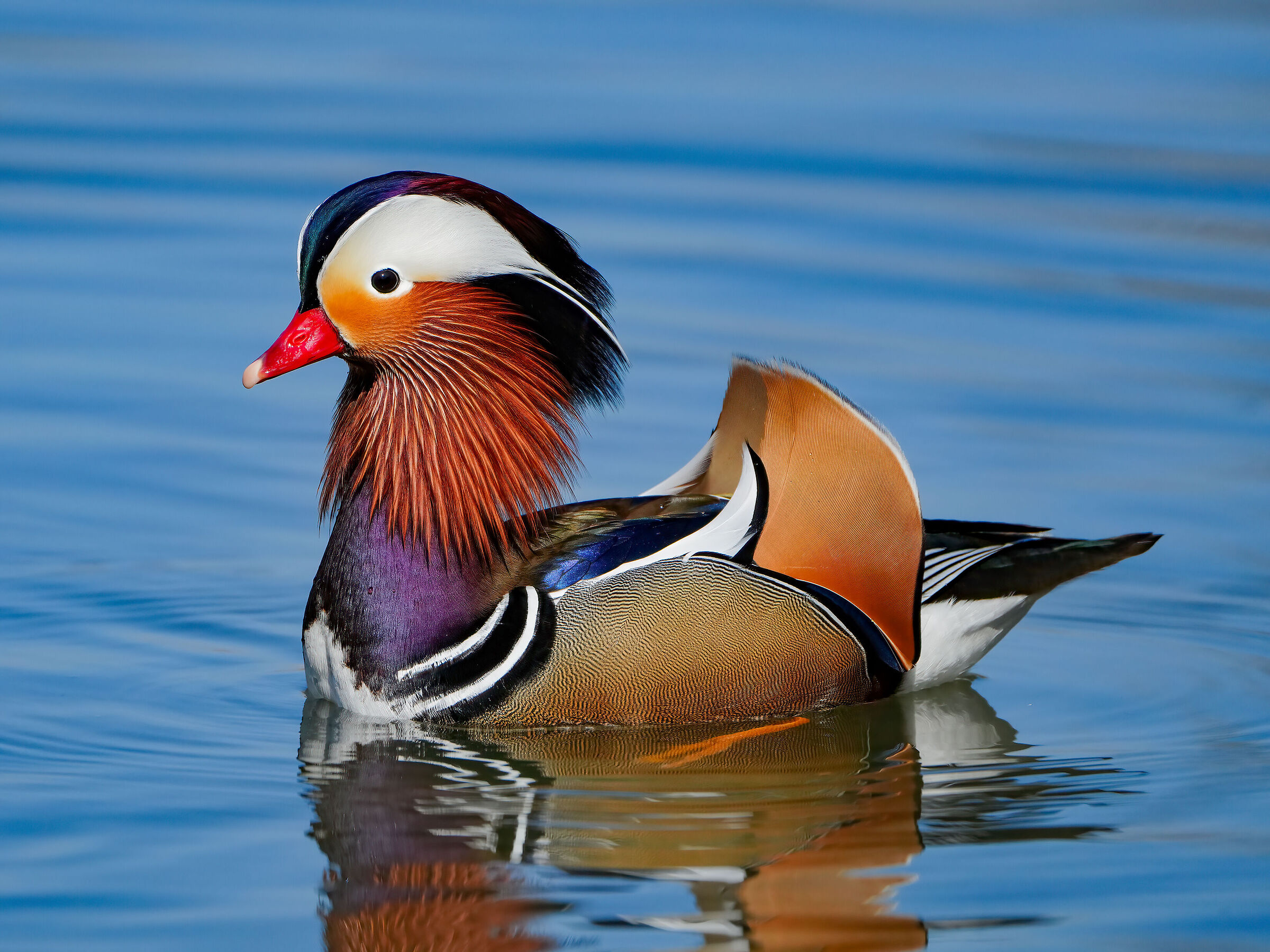 Mandarin duck