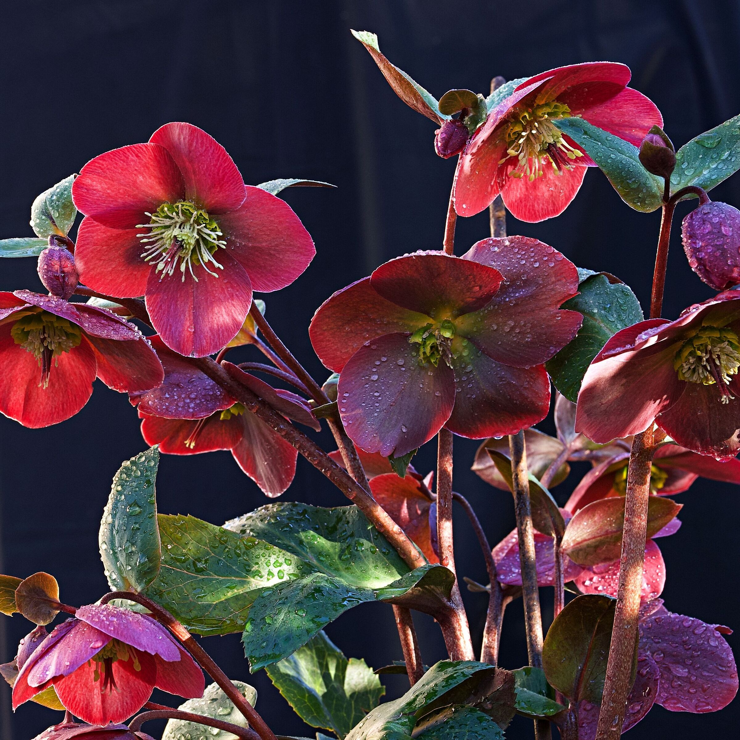 Helleborus