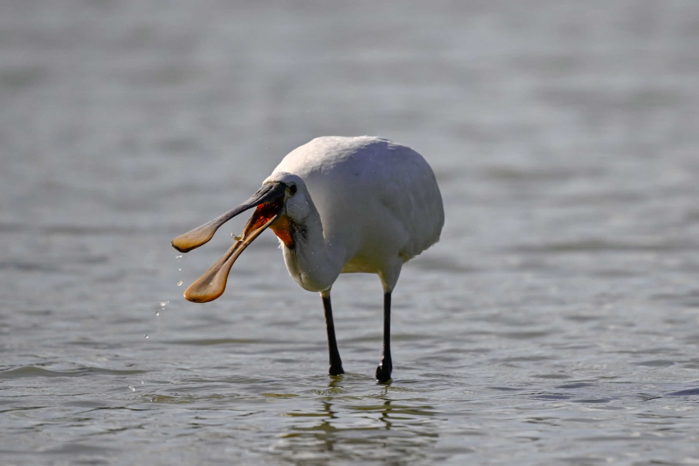 White spatula