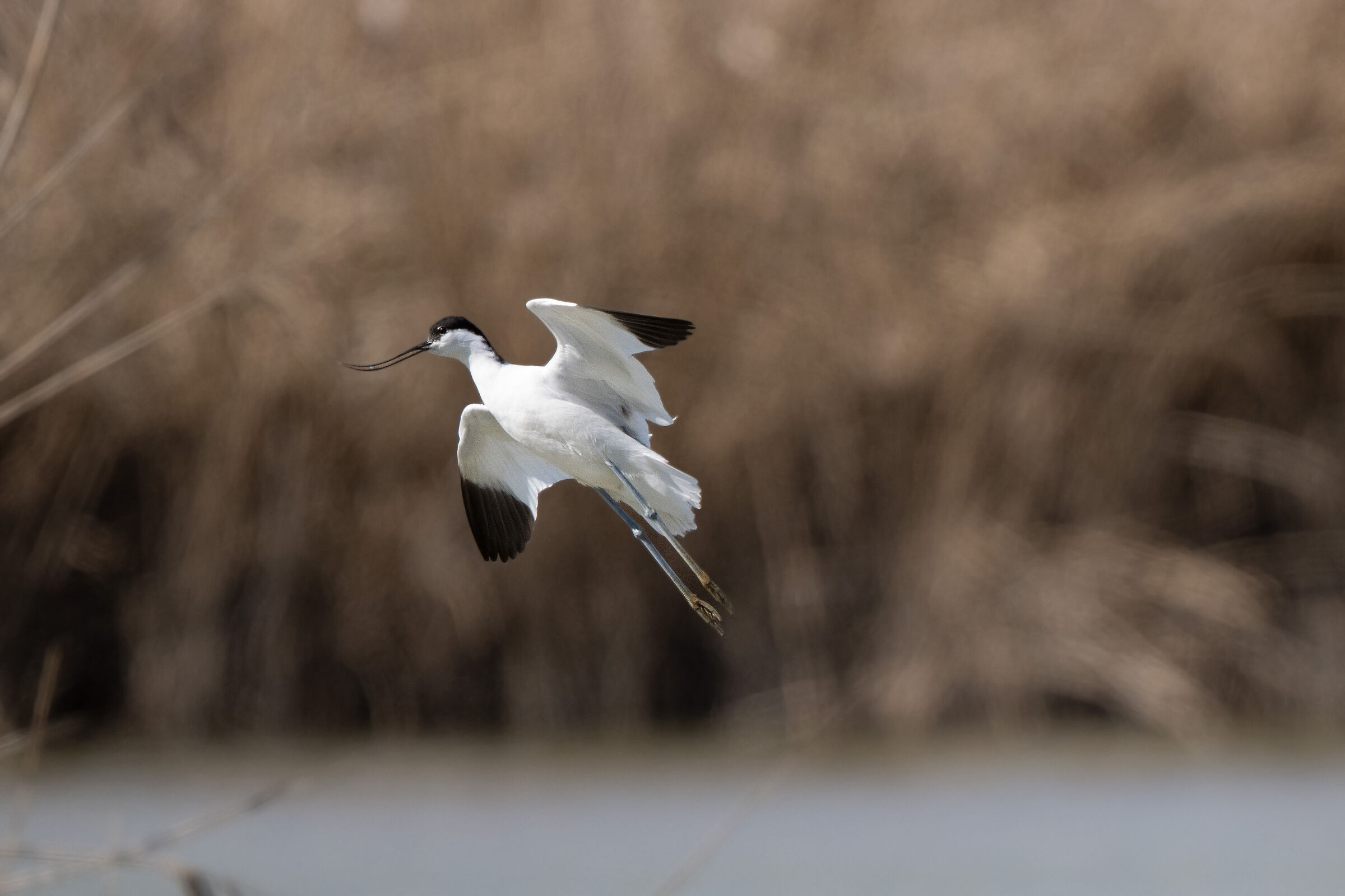 Avocet