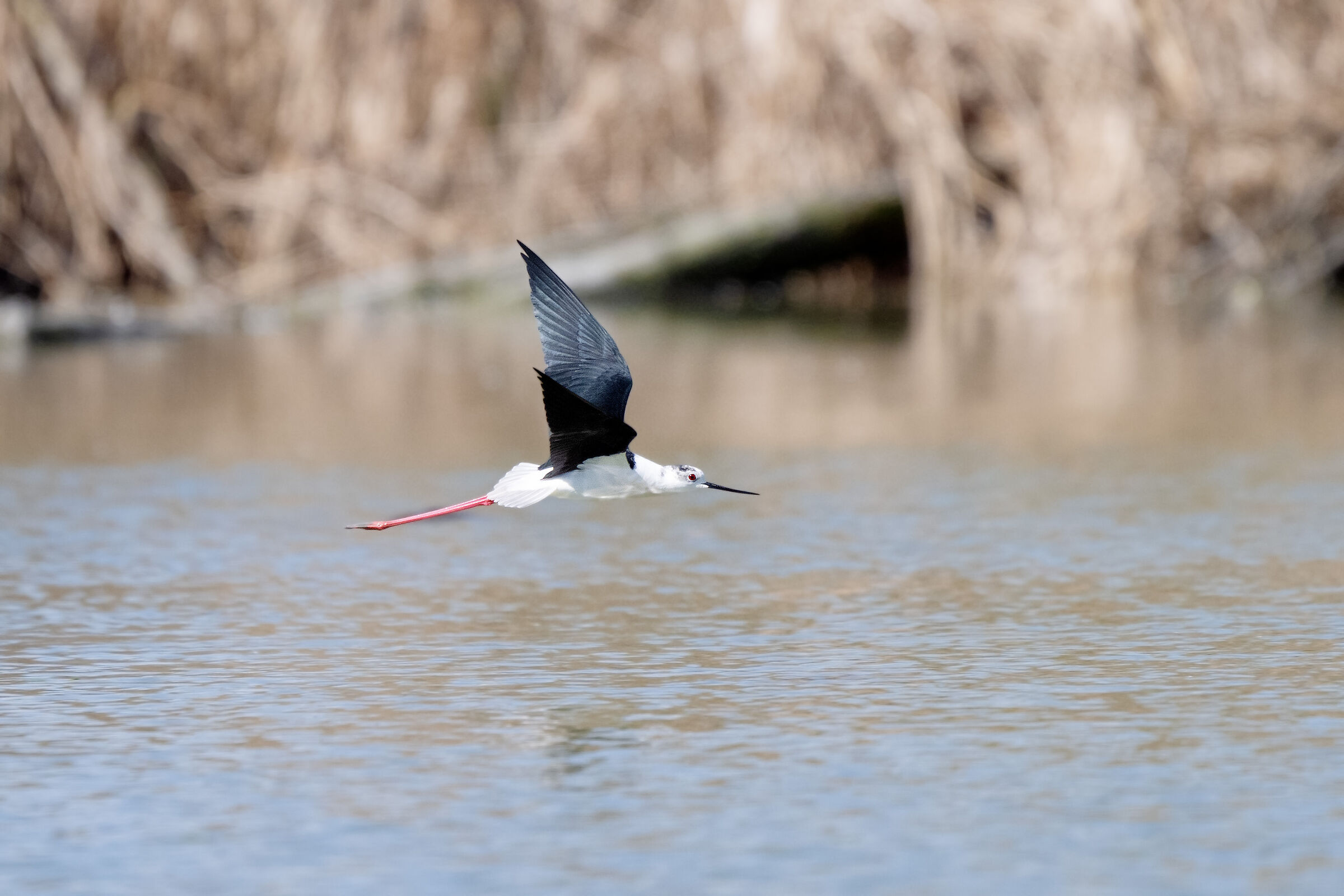 Black-winged Stilt