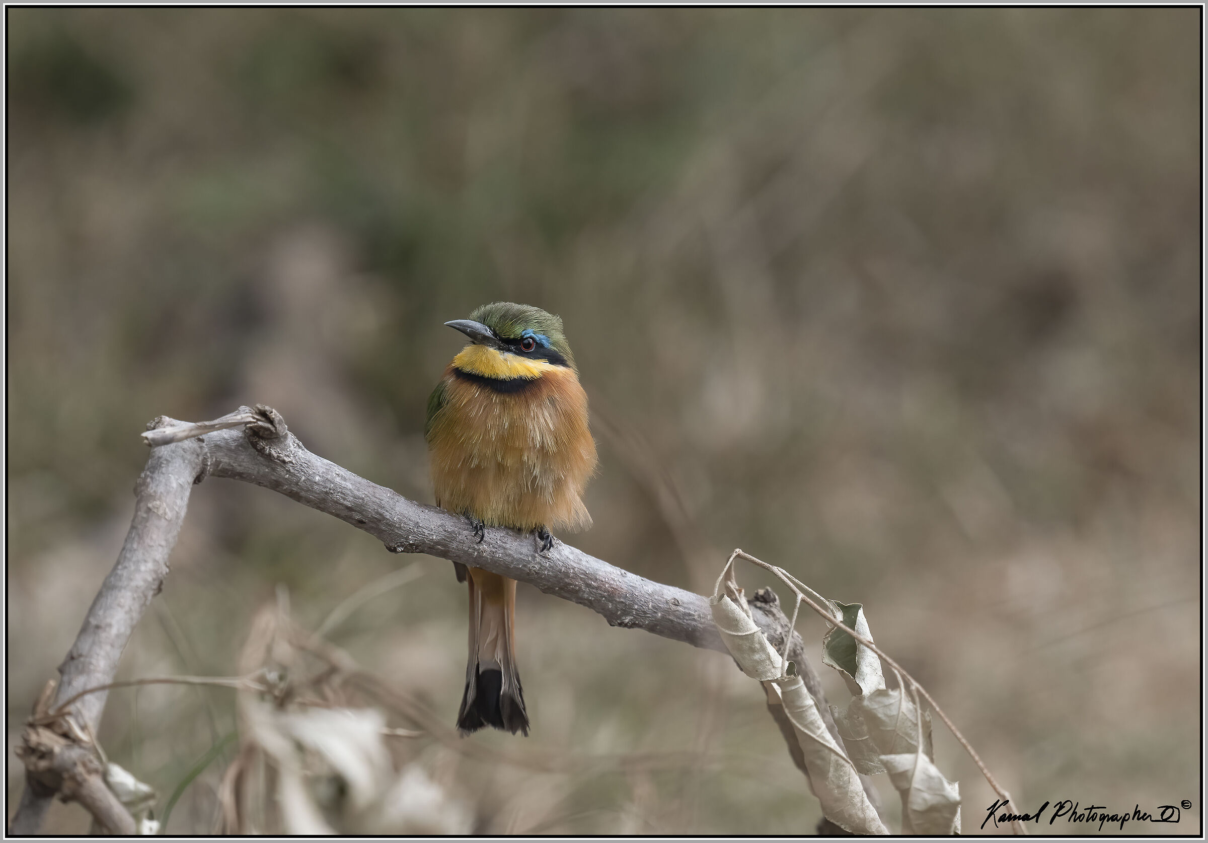 (Bee-eater)(Merops pusillus)