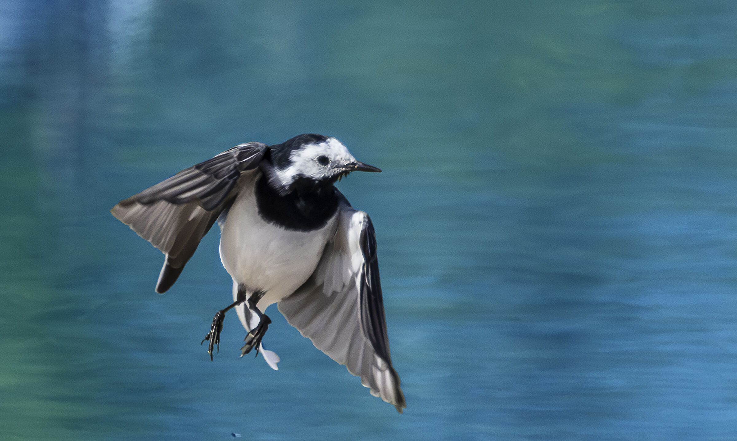 white wegtail
