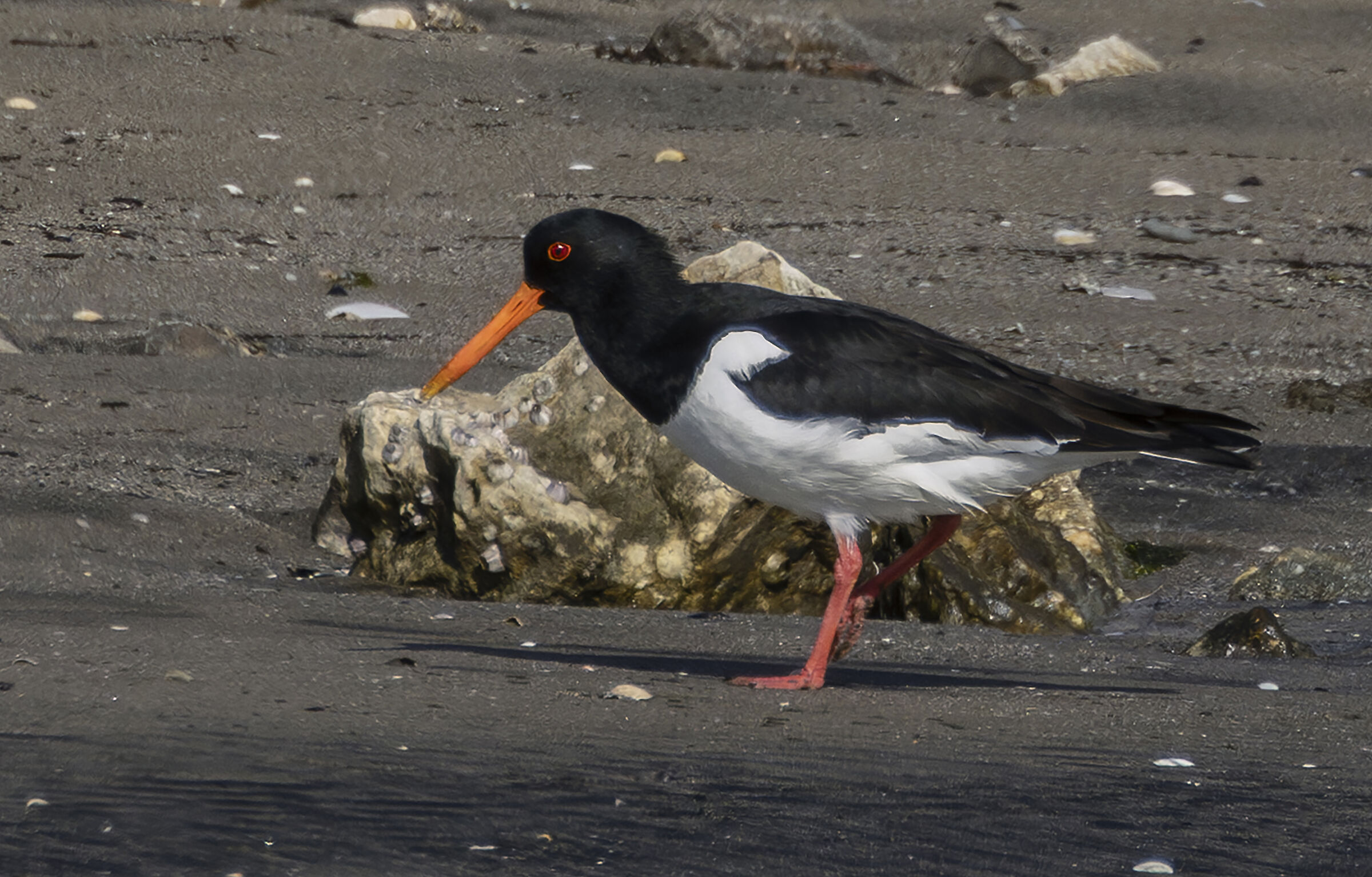 oystercatcher resized