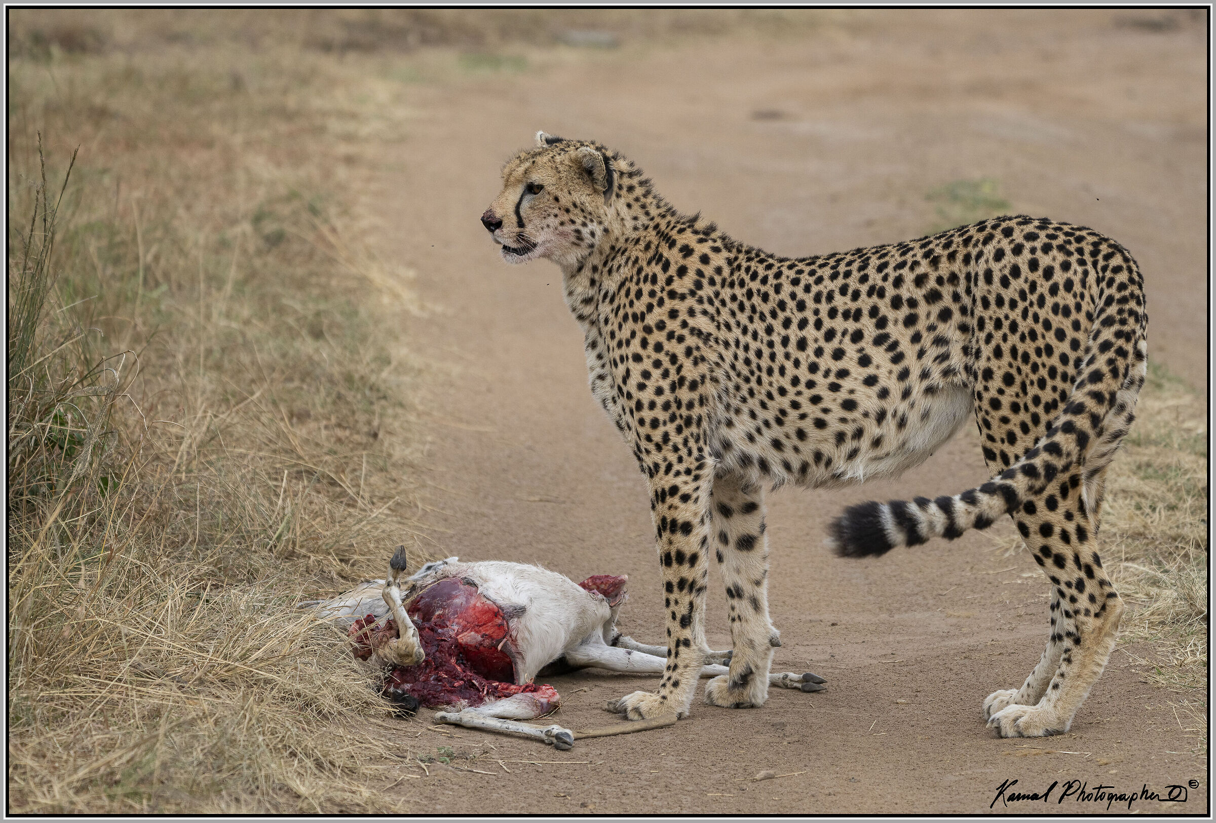 The hunter and the hunted