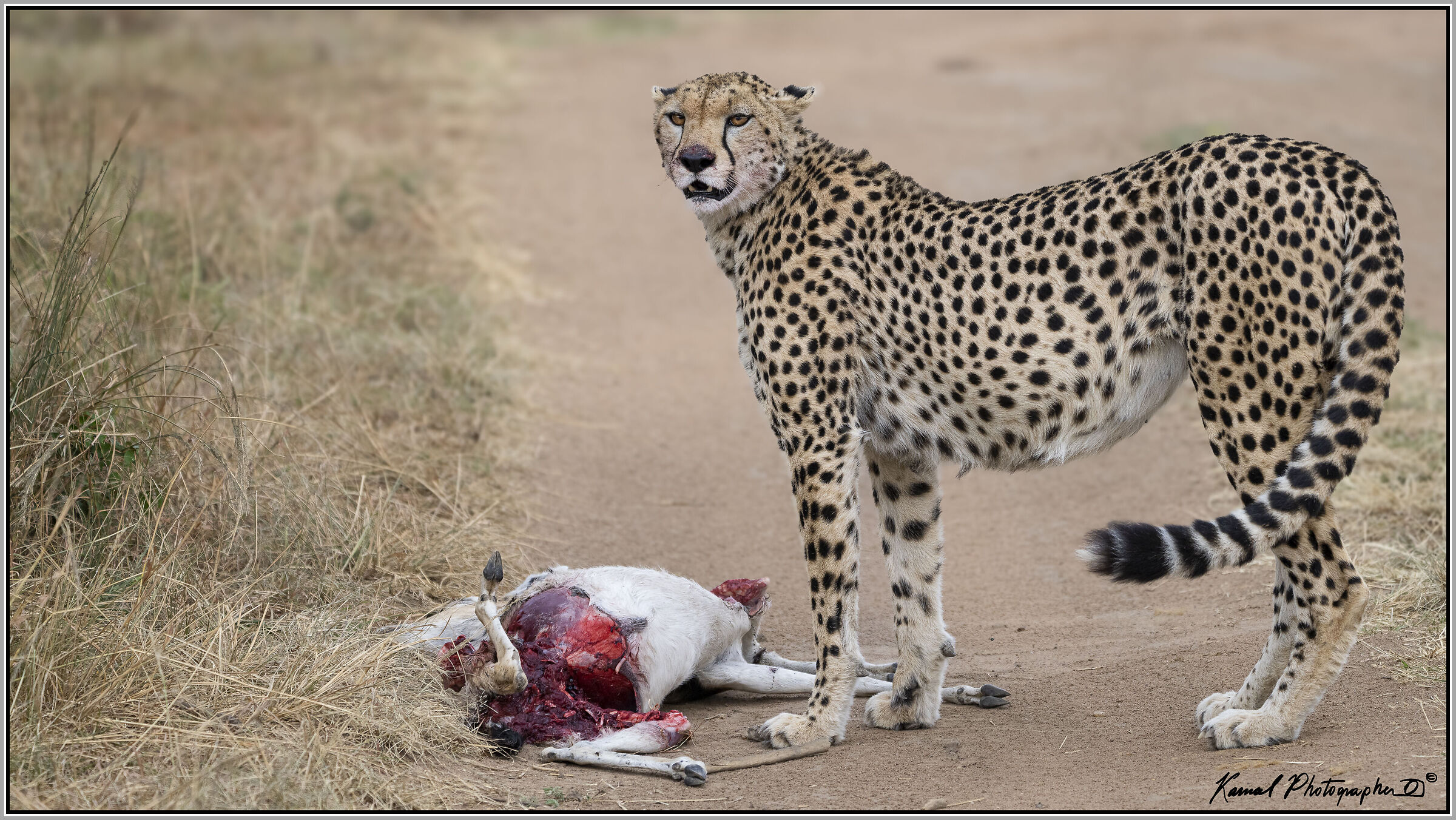 The hunter and the hunted