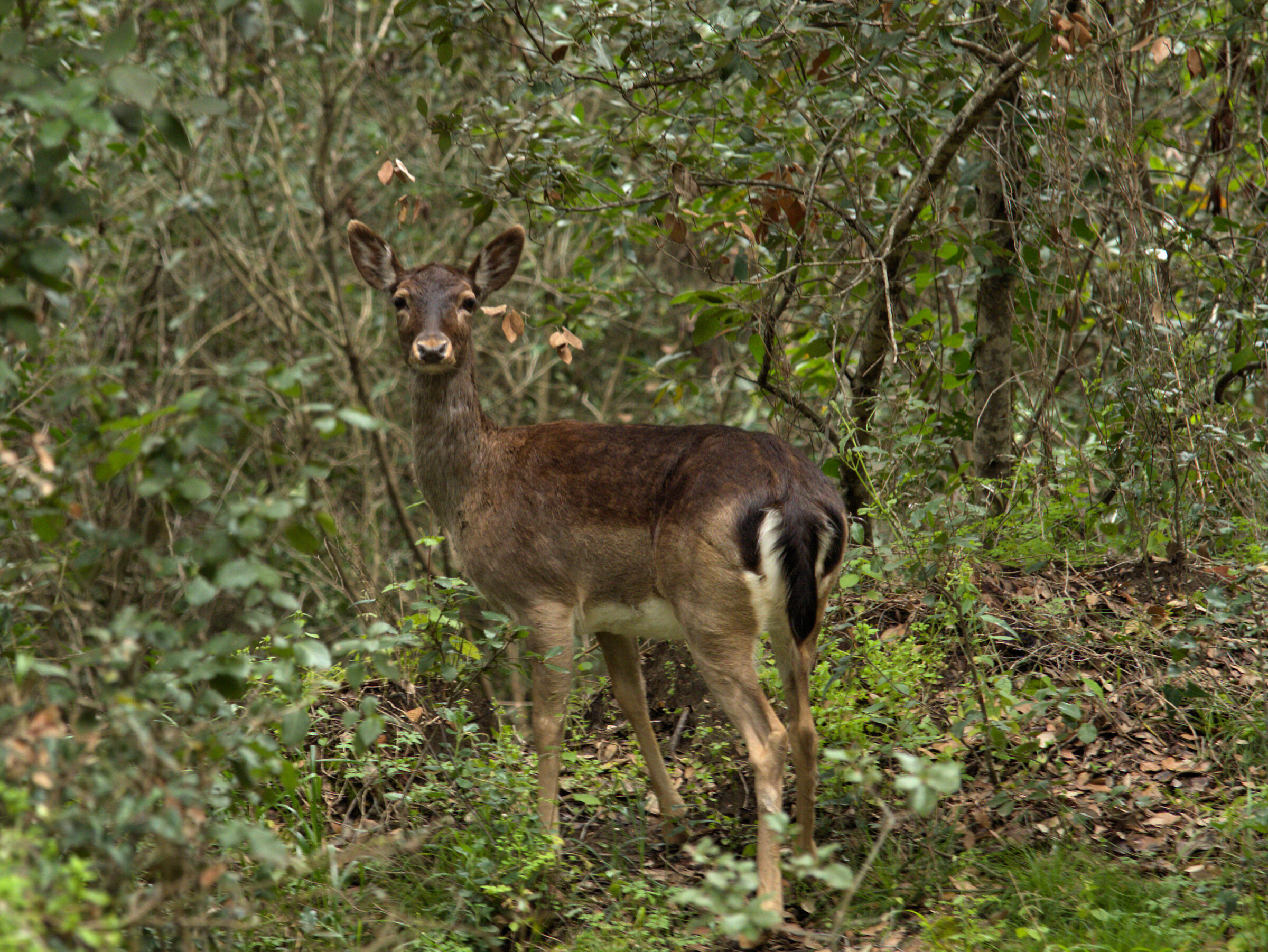 Fallow deer